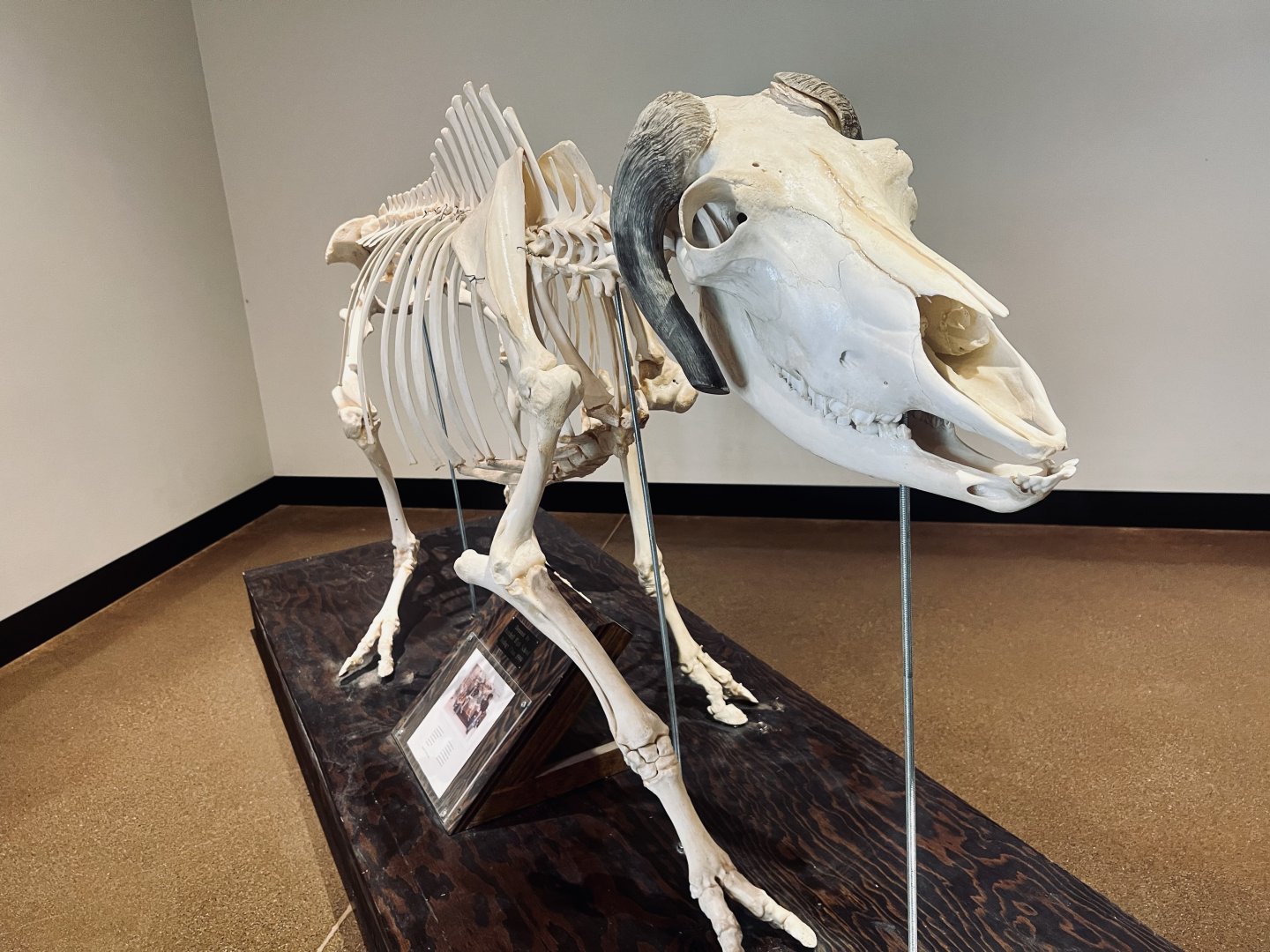 Muskox Skeleton