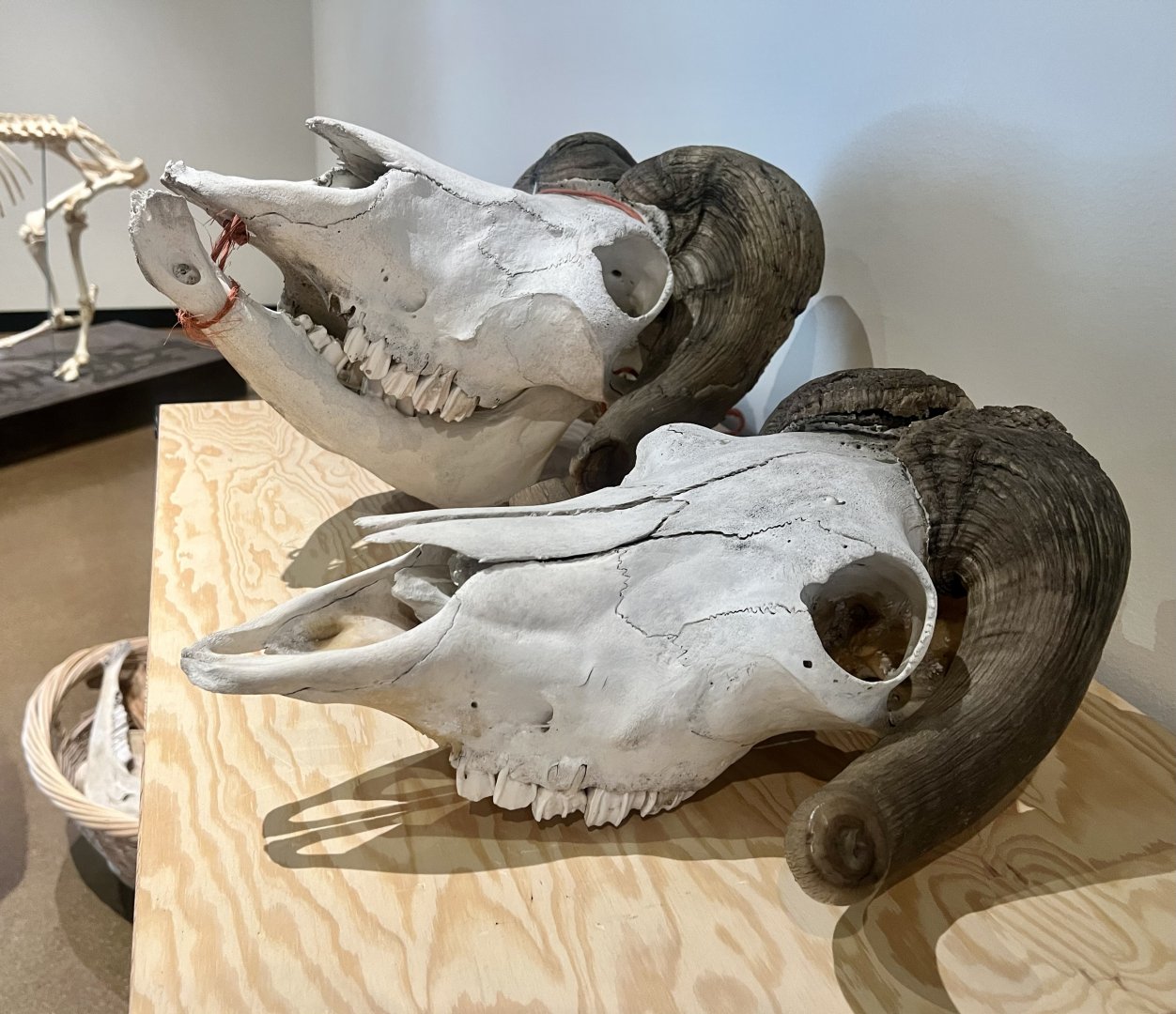Muskox Skulls