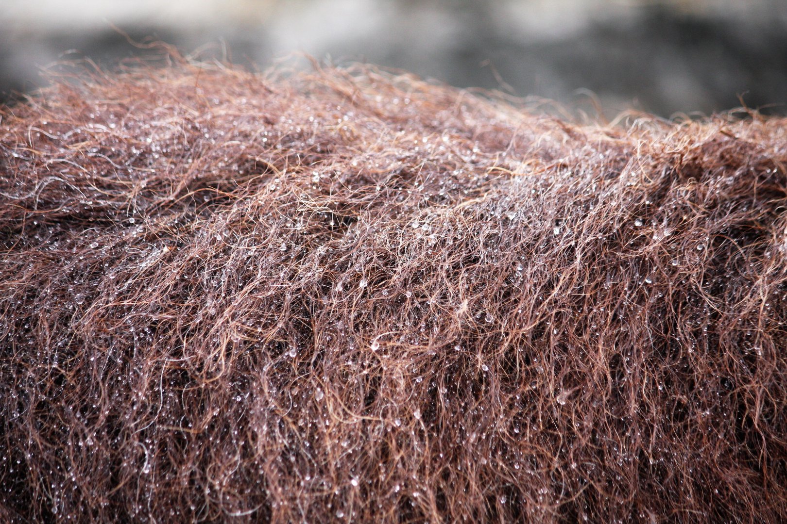 Muskox wicked with rain