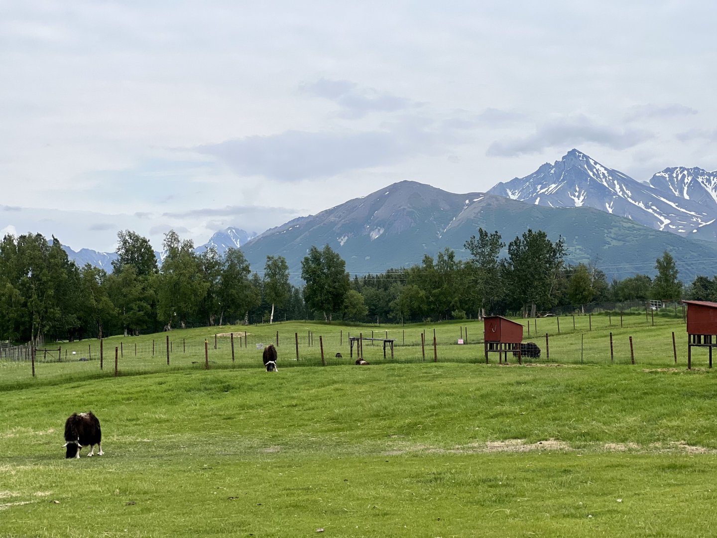 Muskox with Matanuska Peak in the background