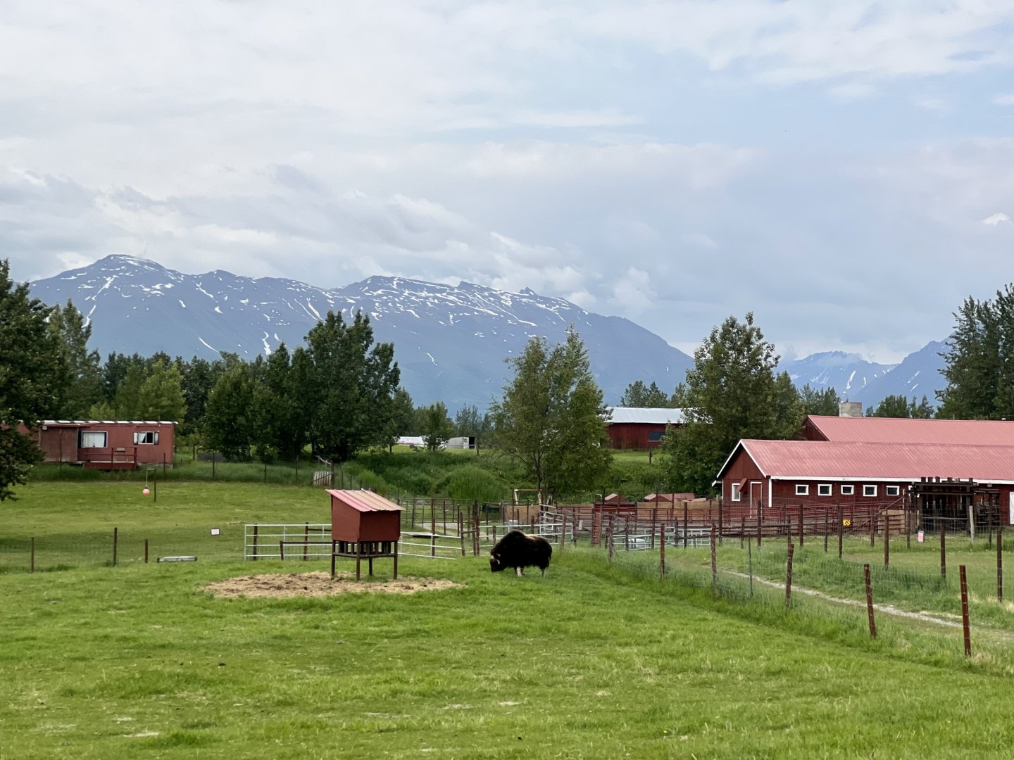Muskox with Talkeetna Mountains in background