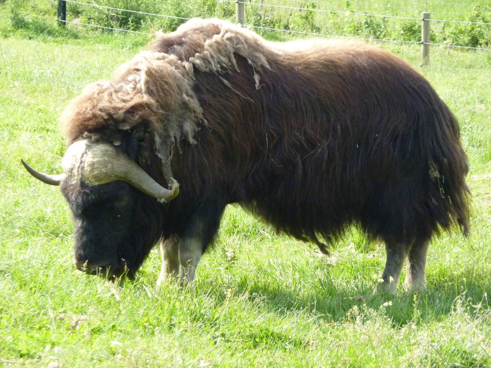 Muskox