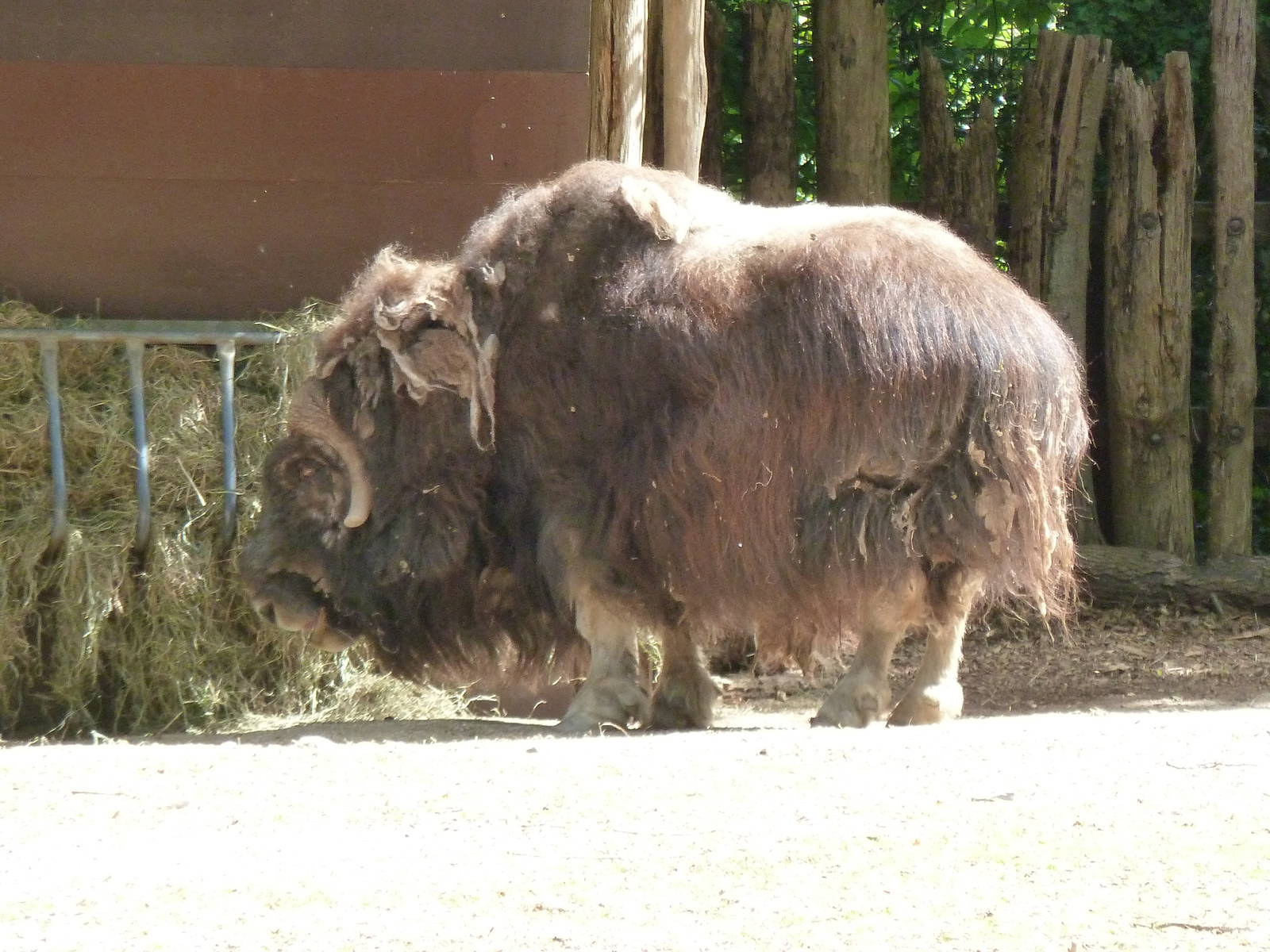 Muskox