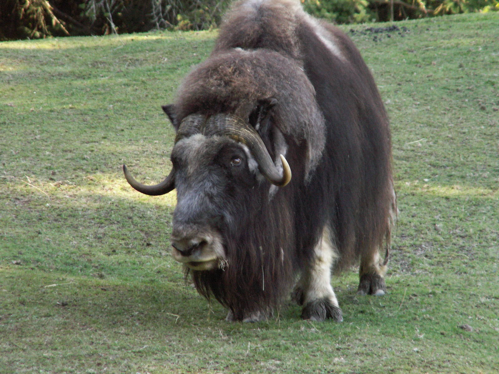muskox