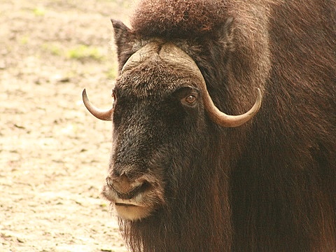Muskox
