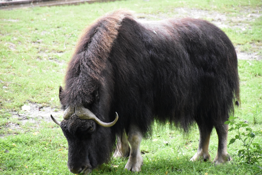 Muskox