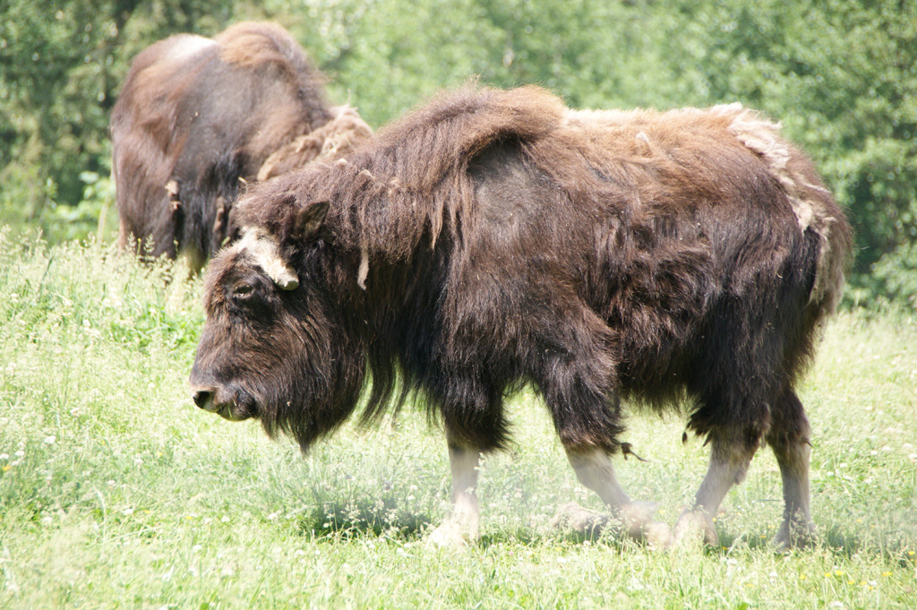 Muskox