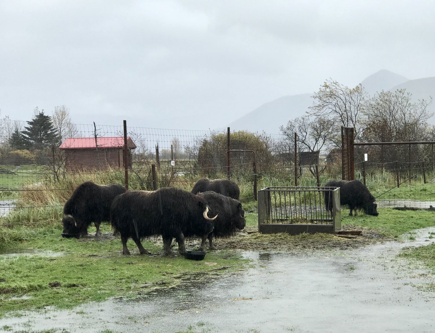 Muskox