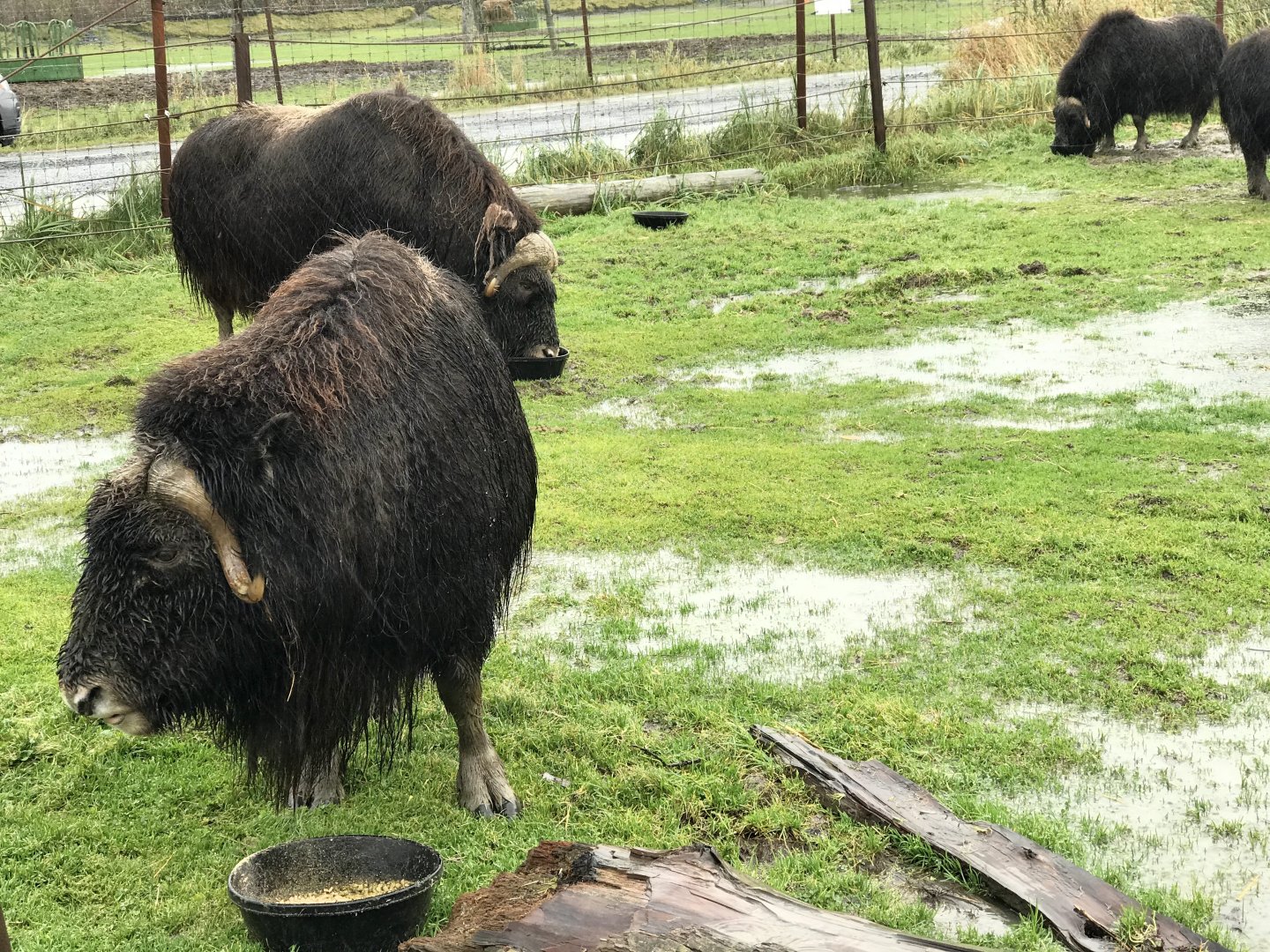 Muskox