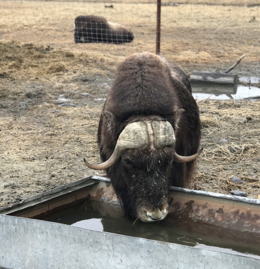 Muskox