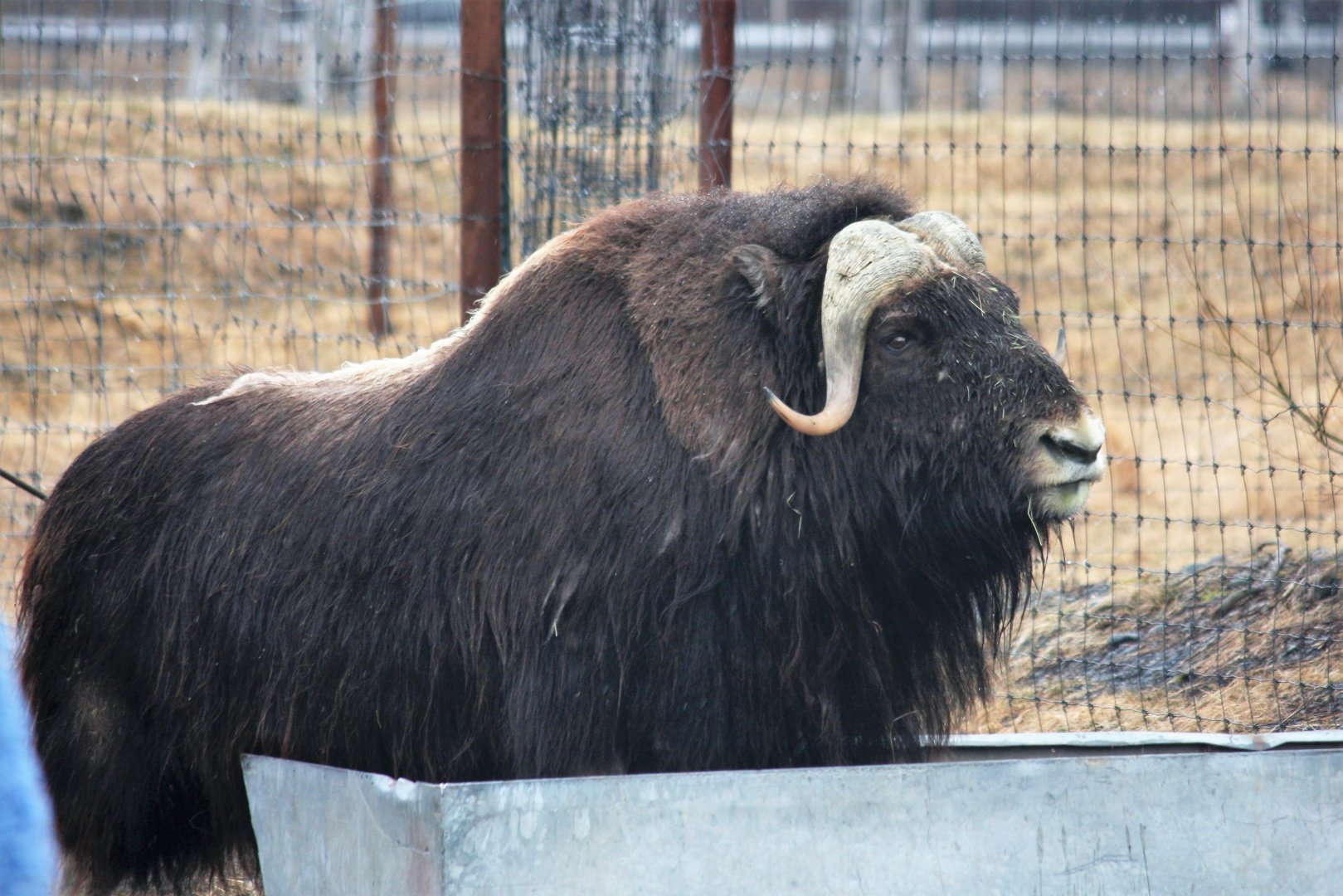 Muskox