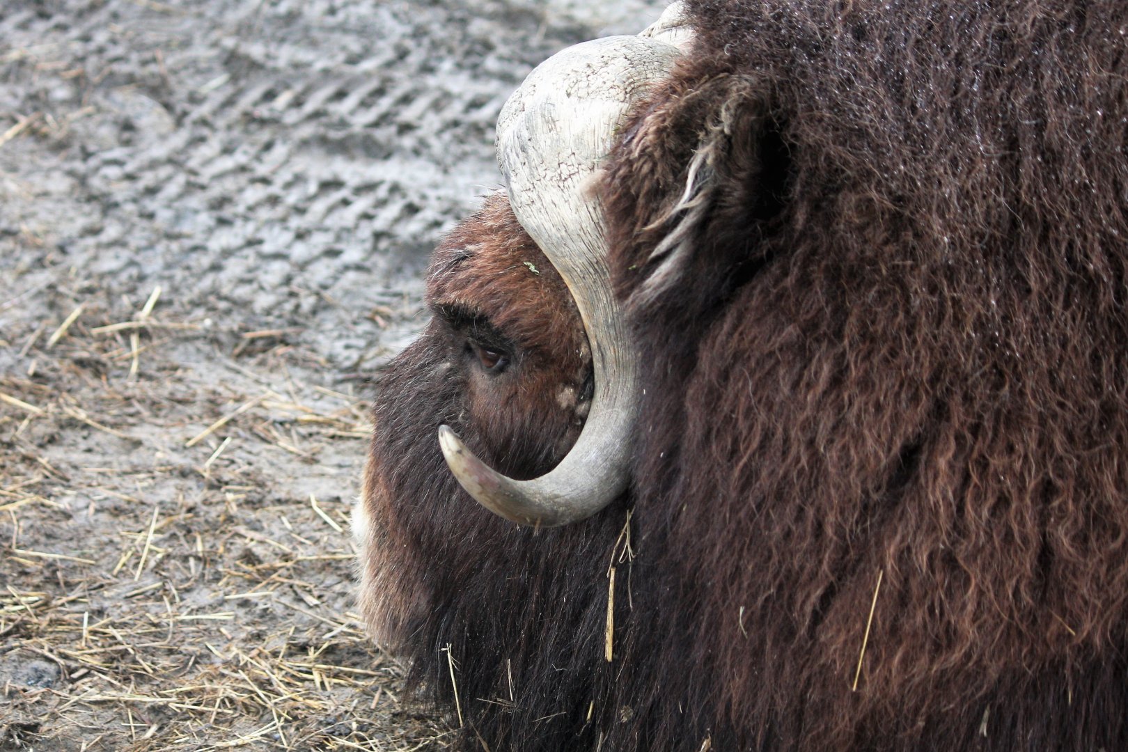 Muskox