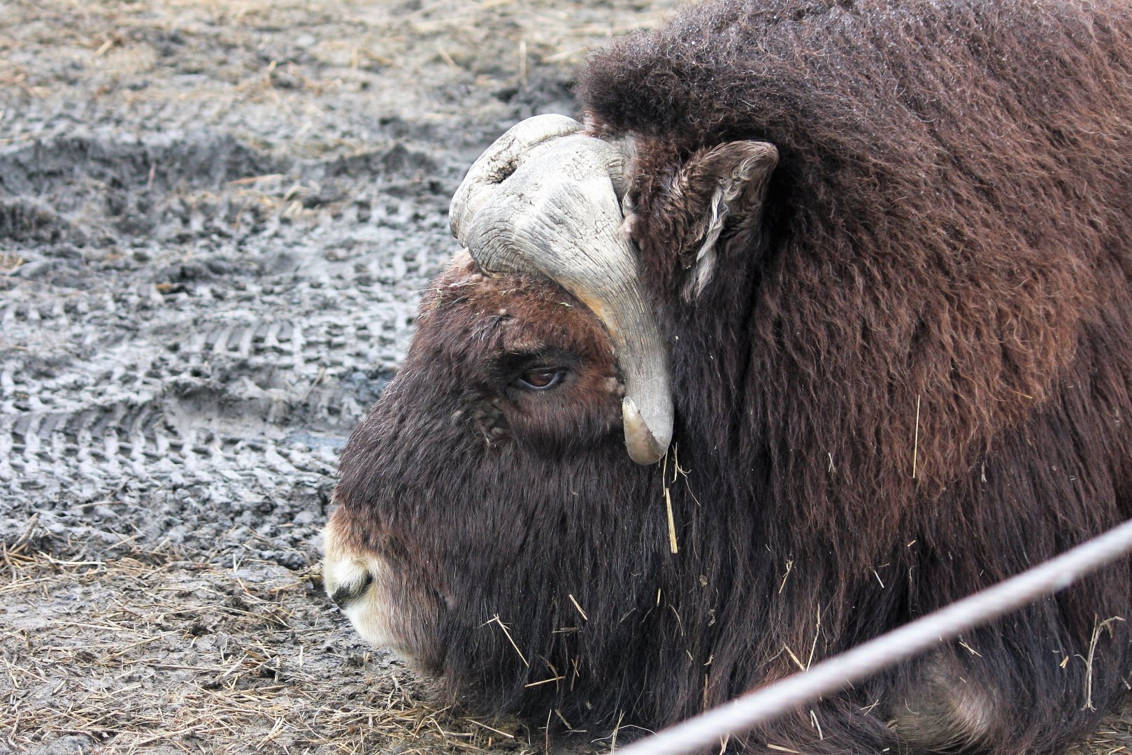 Muskox