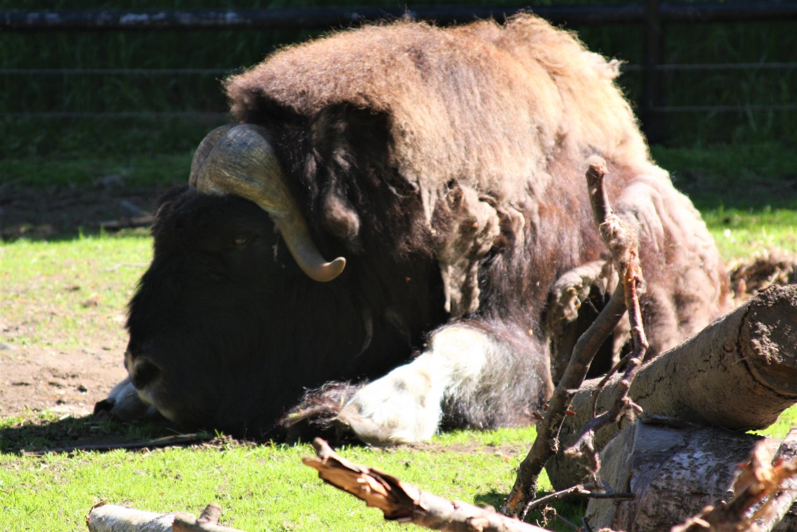 Muskox