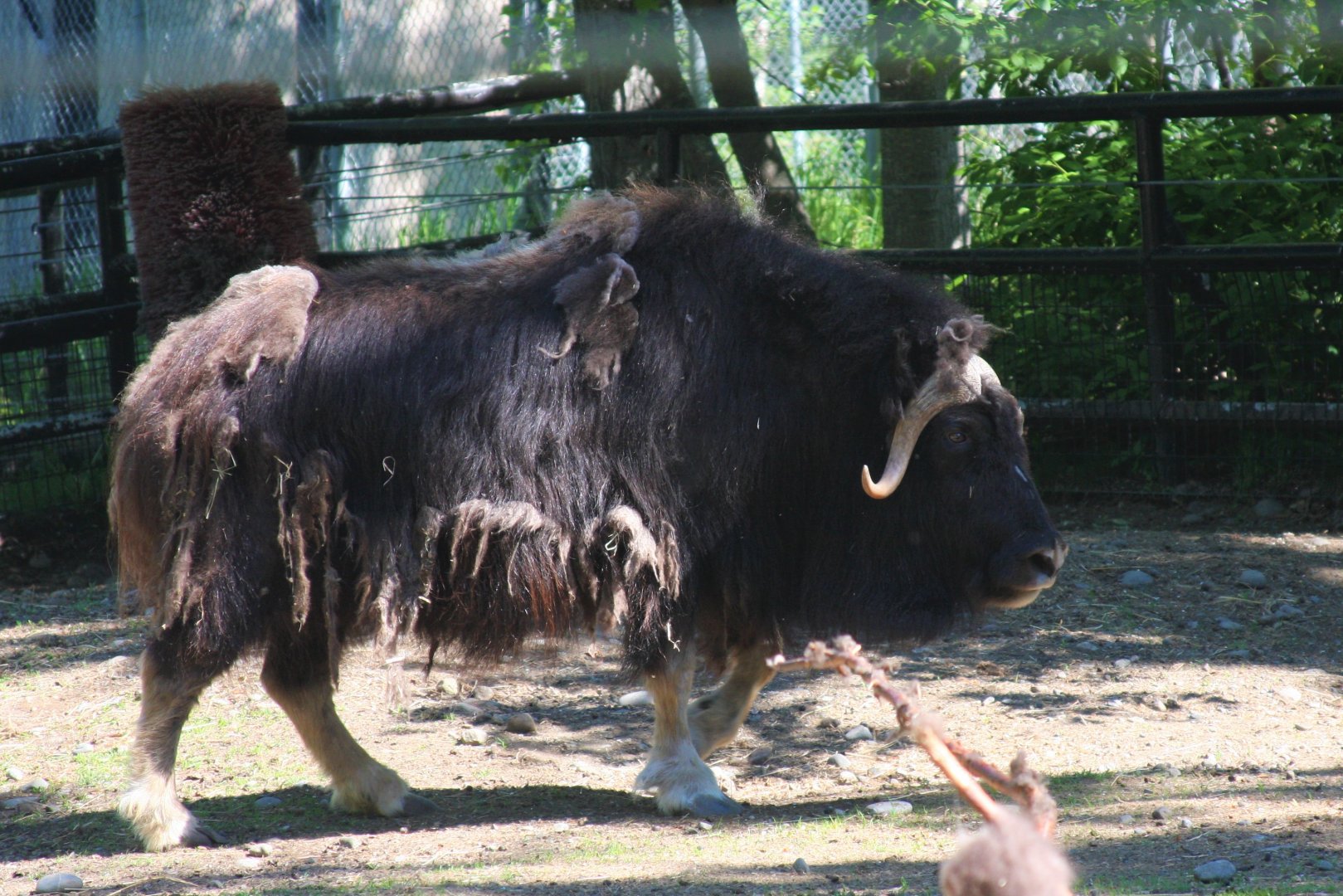 Muskox