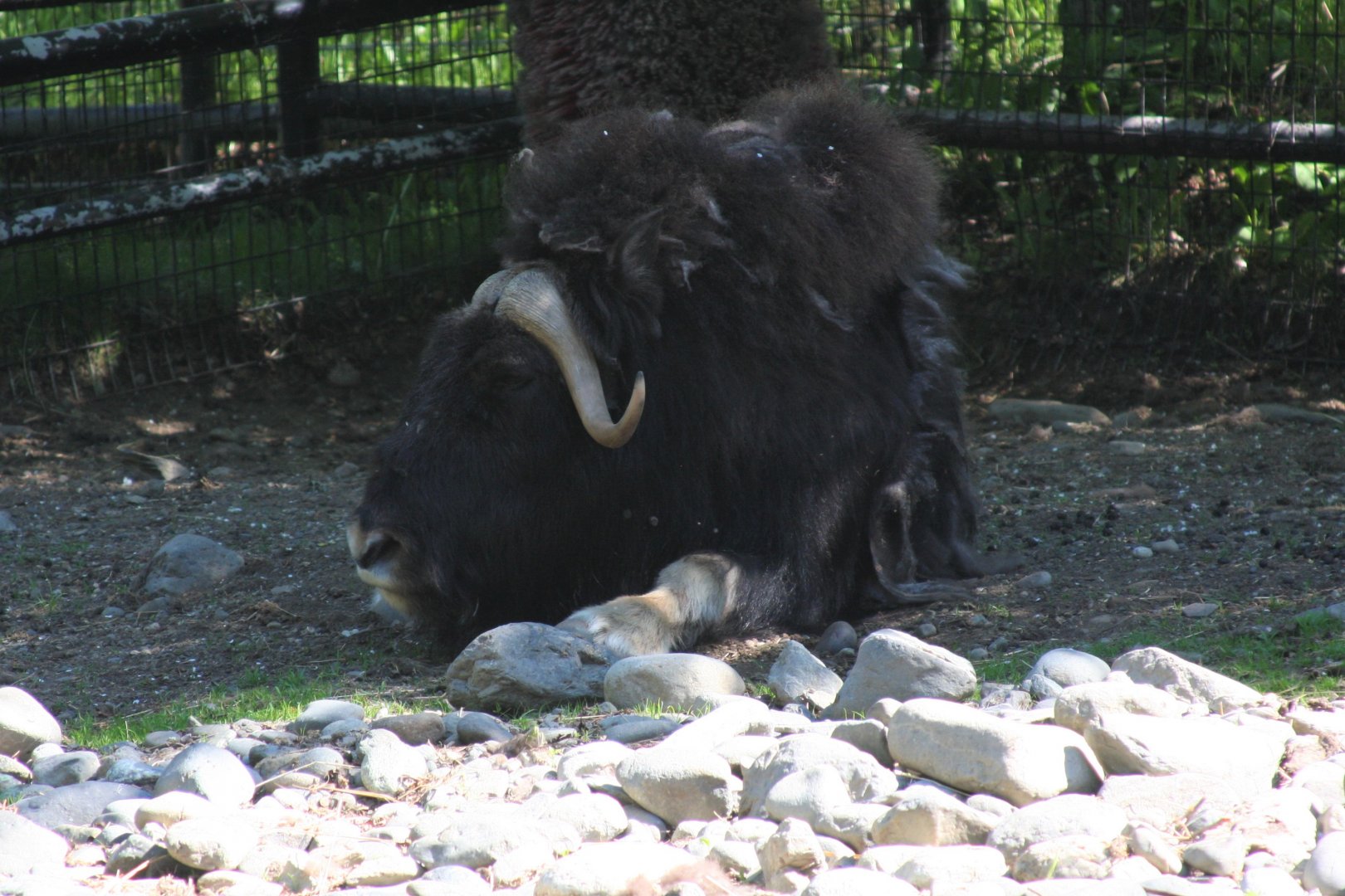 Muskox