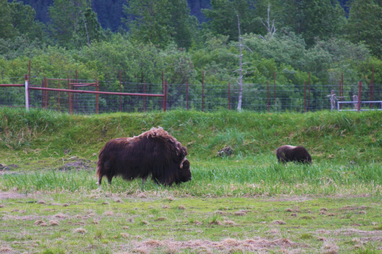 Muskox