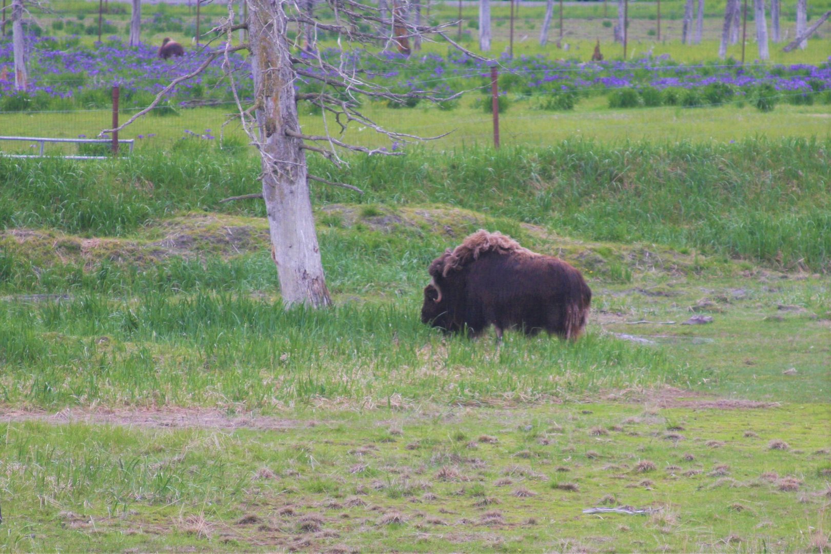 Muskox