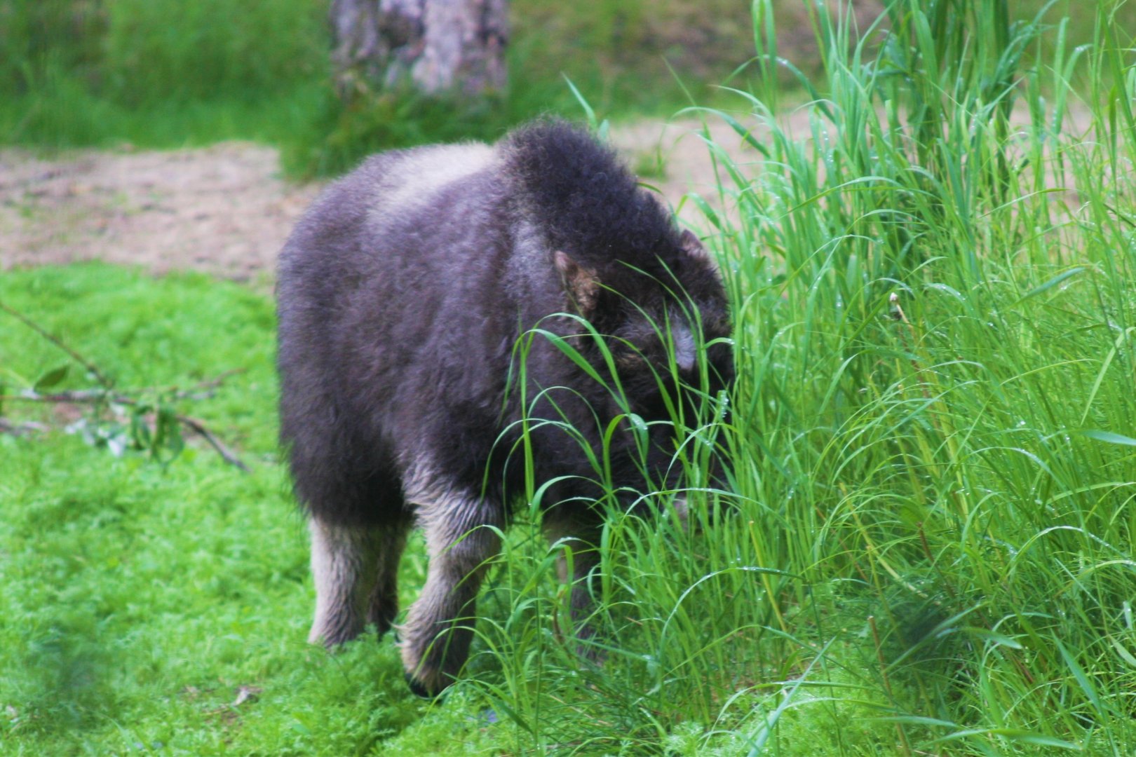 Muskox