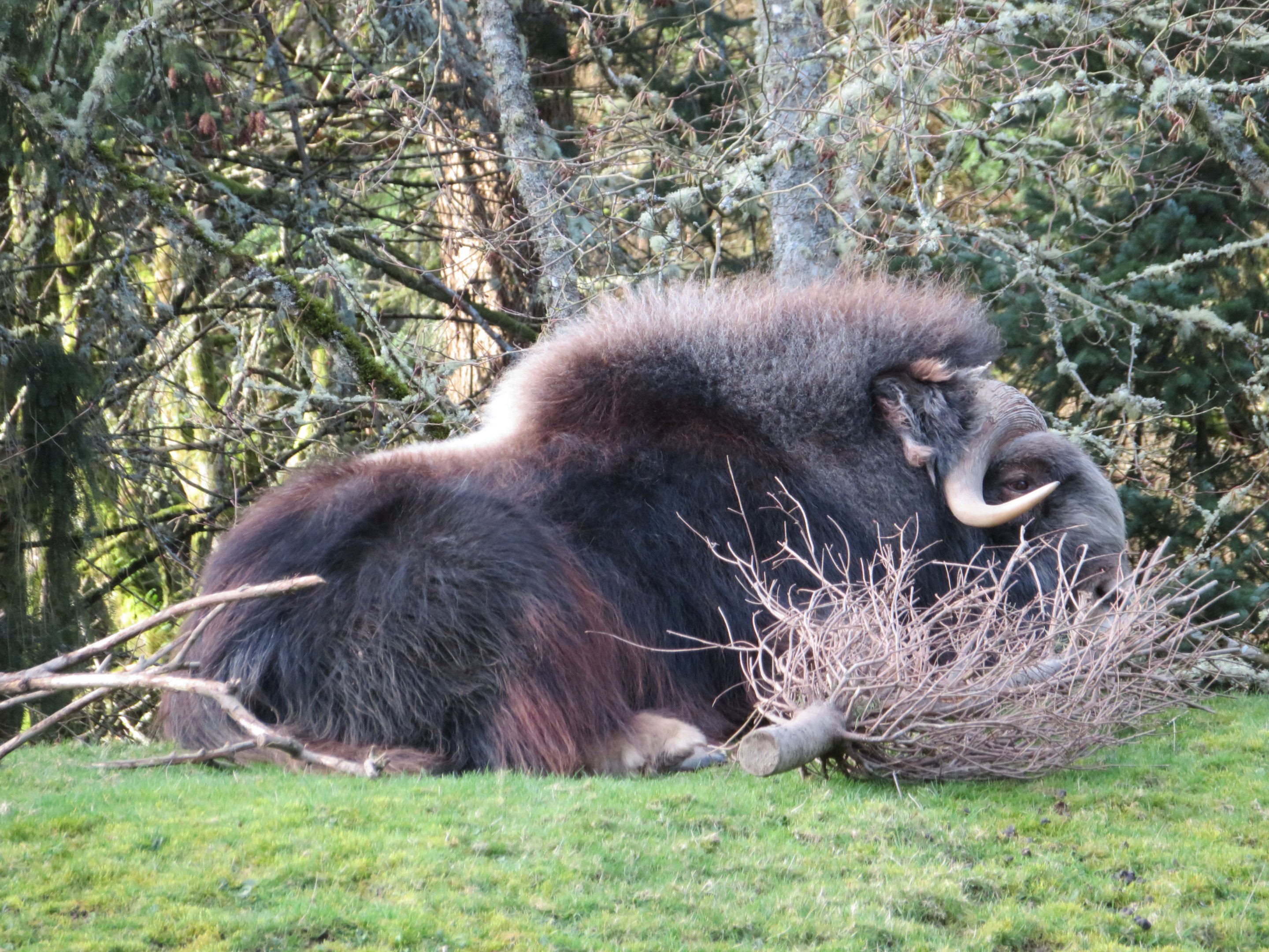 Muskox