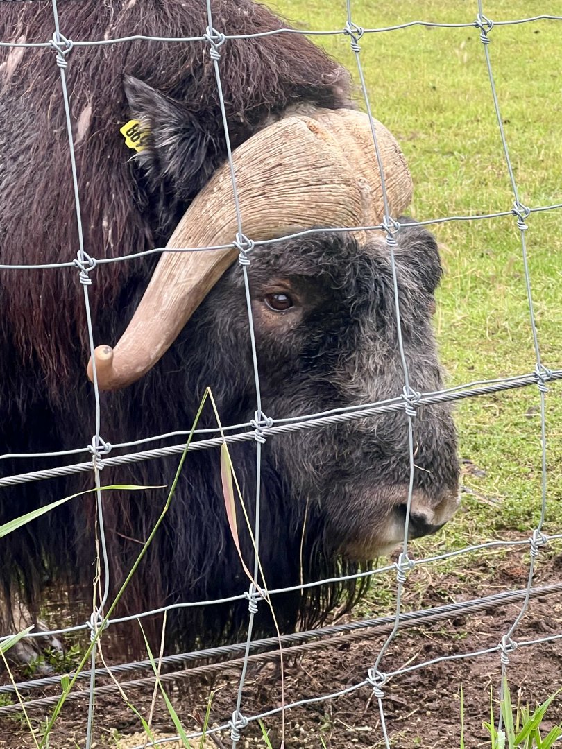 Muskox
