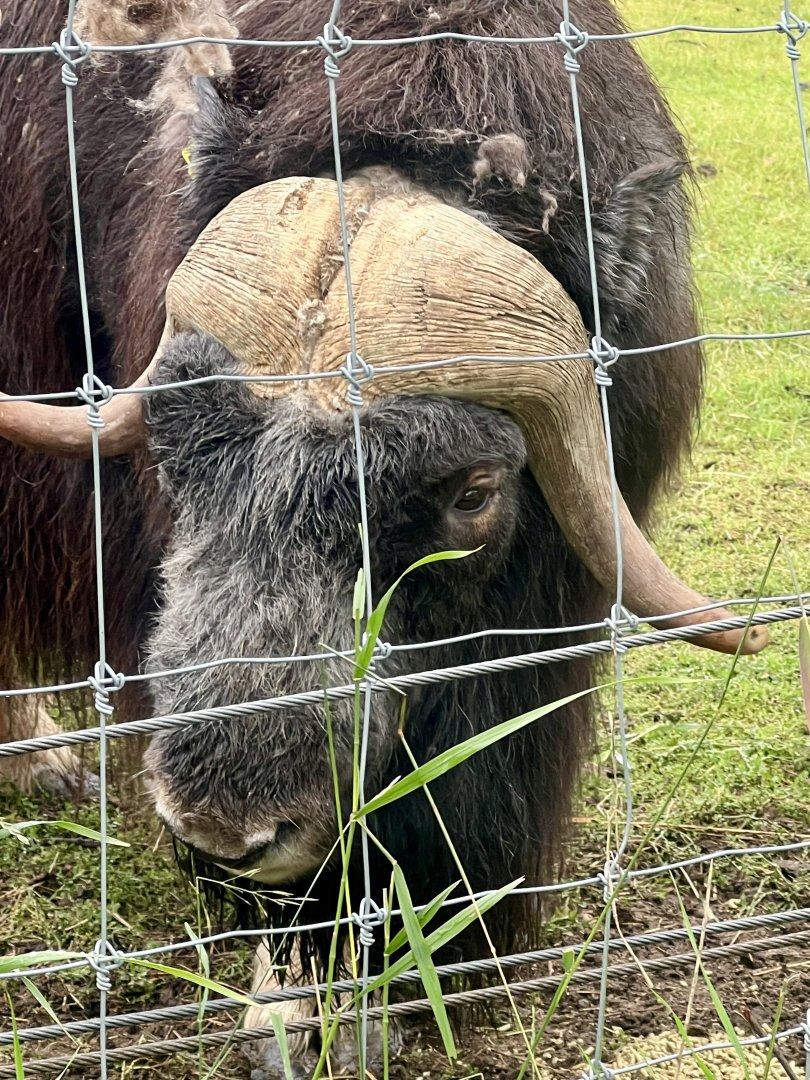 Muskox