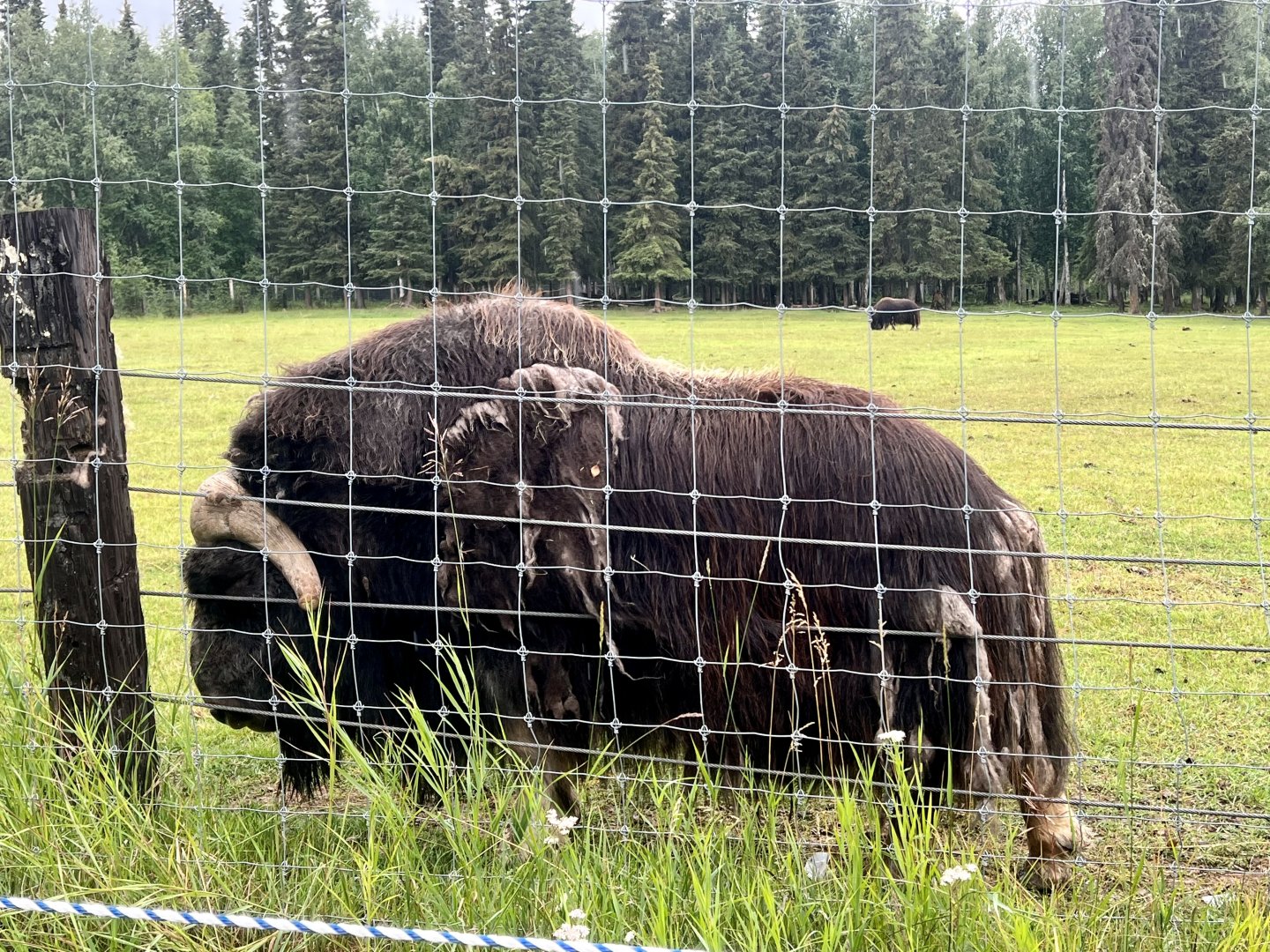 Muskox