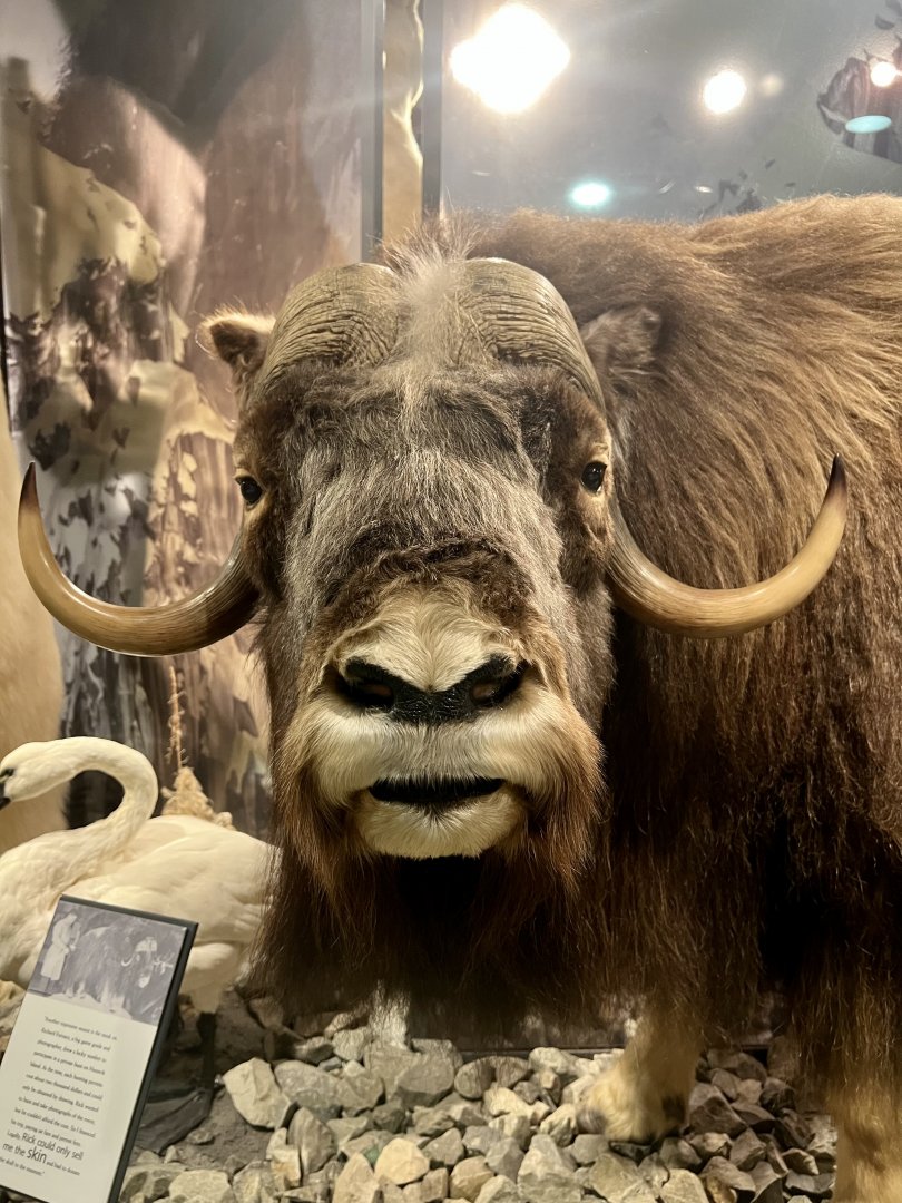 Muskox