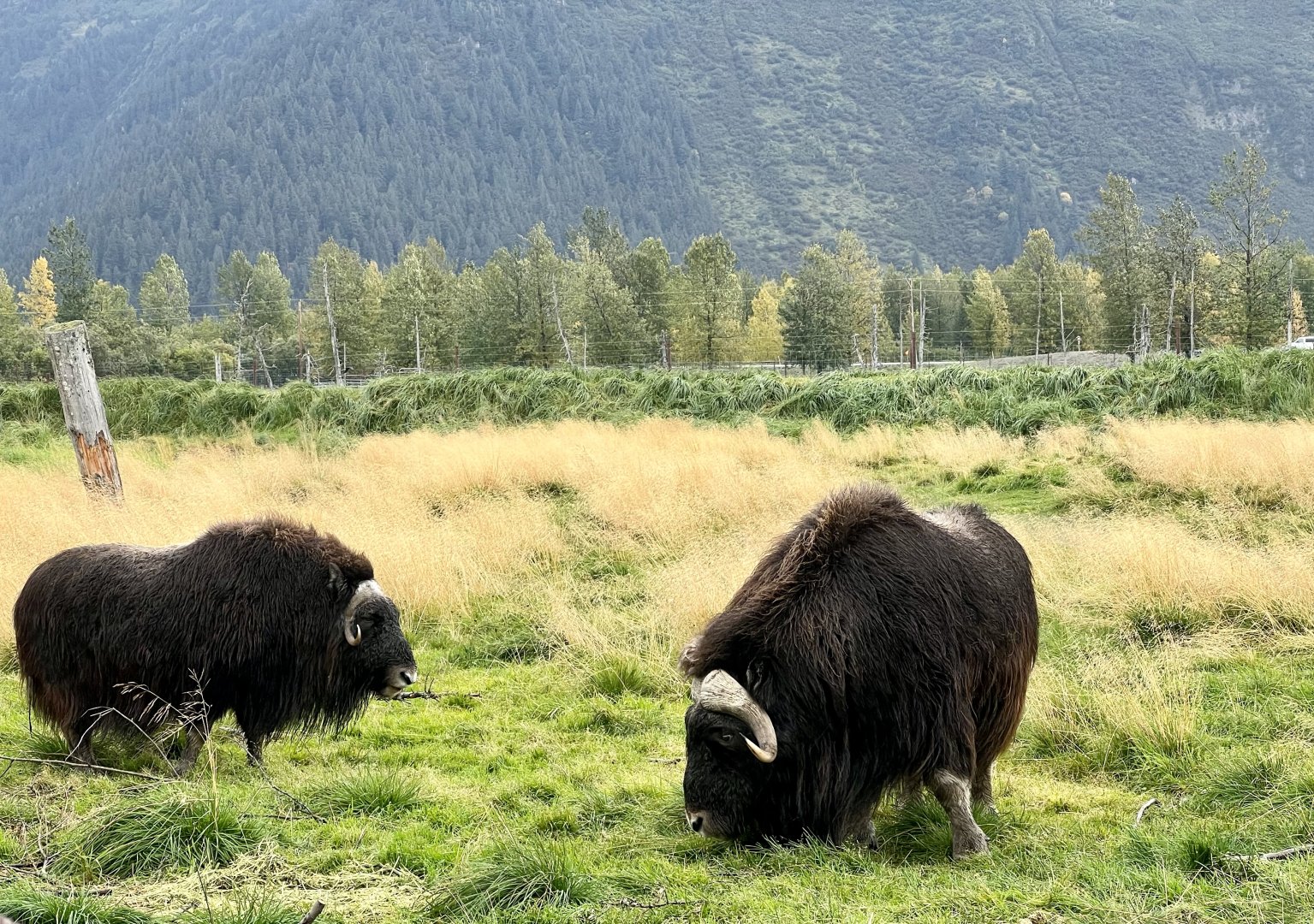 Muskox