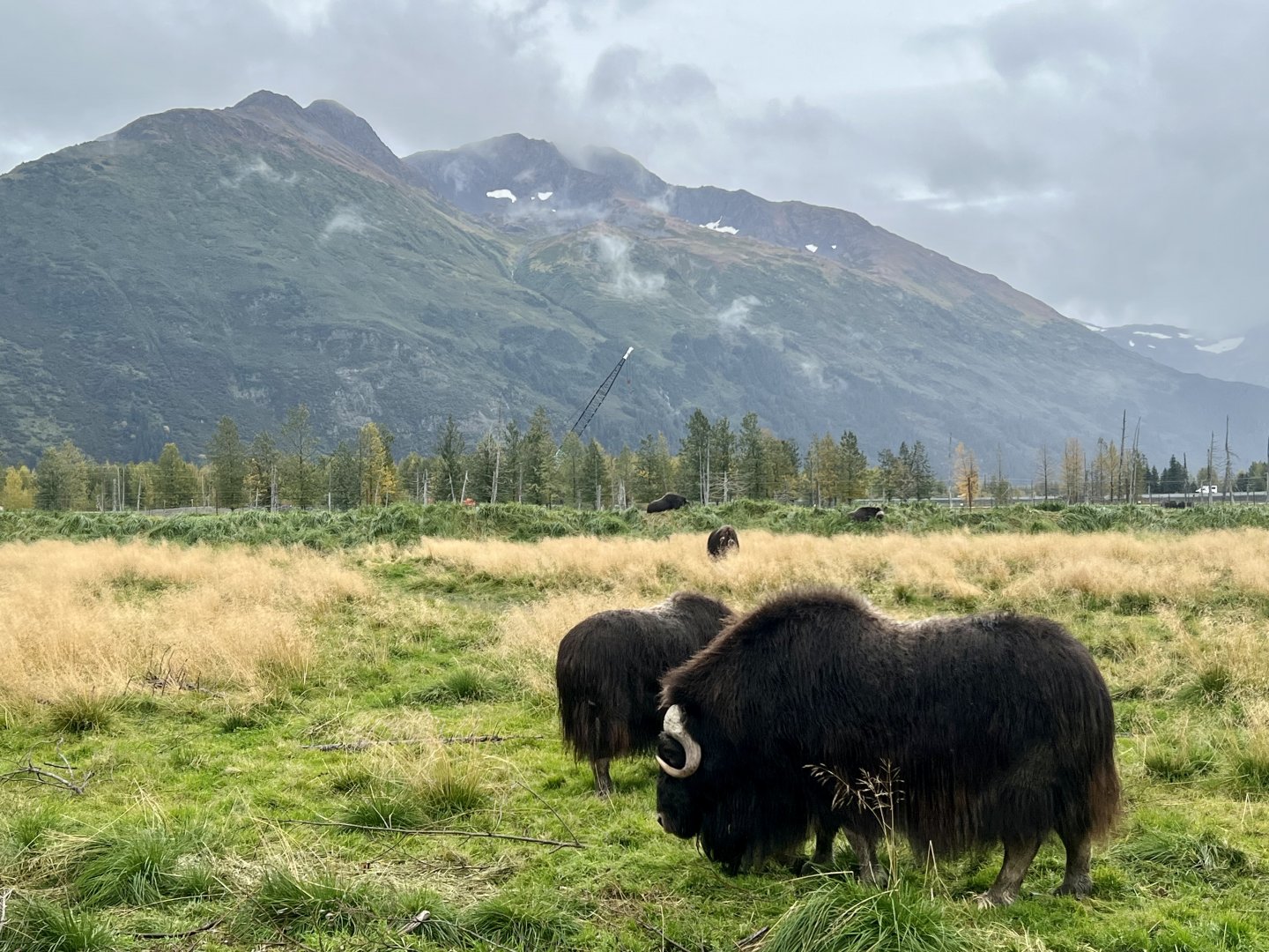 Muskox