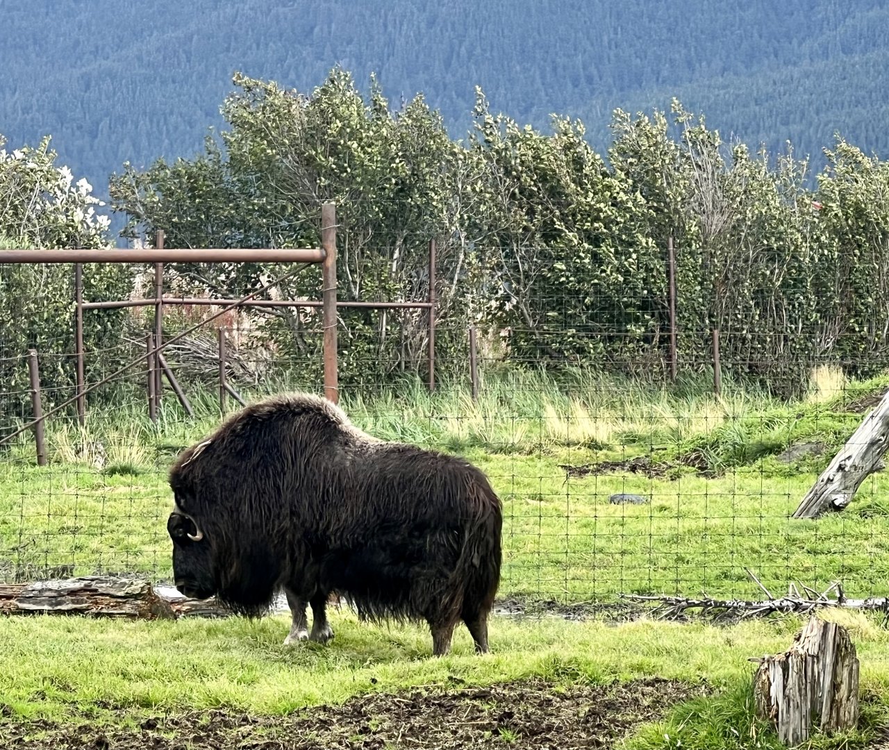 Muskox
