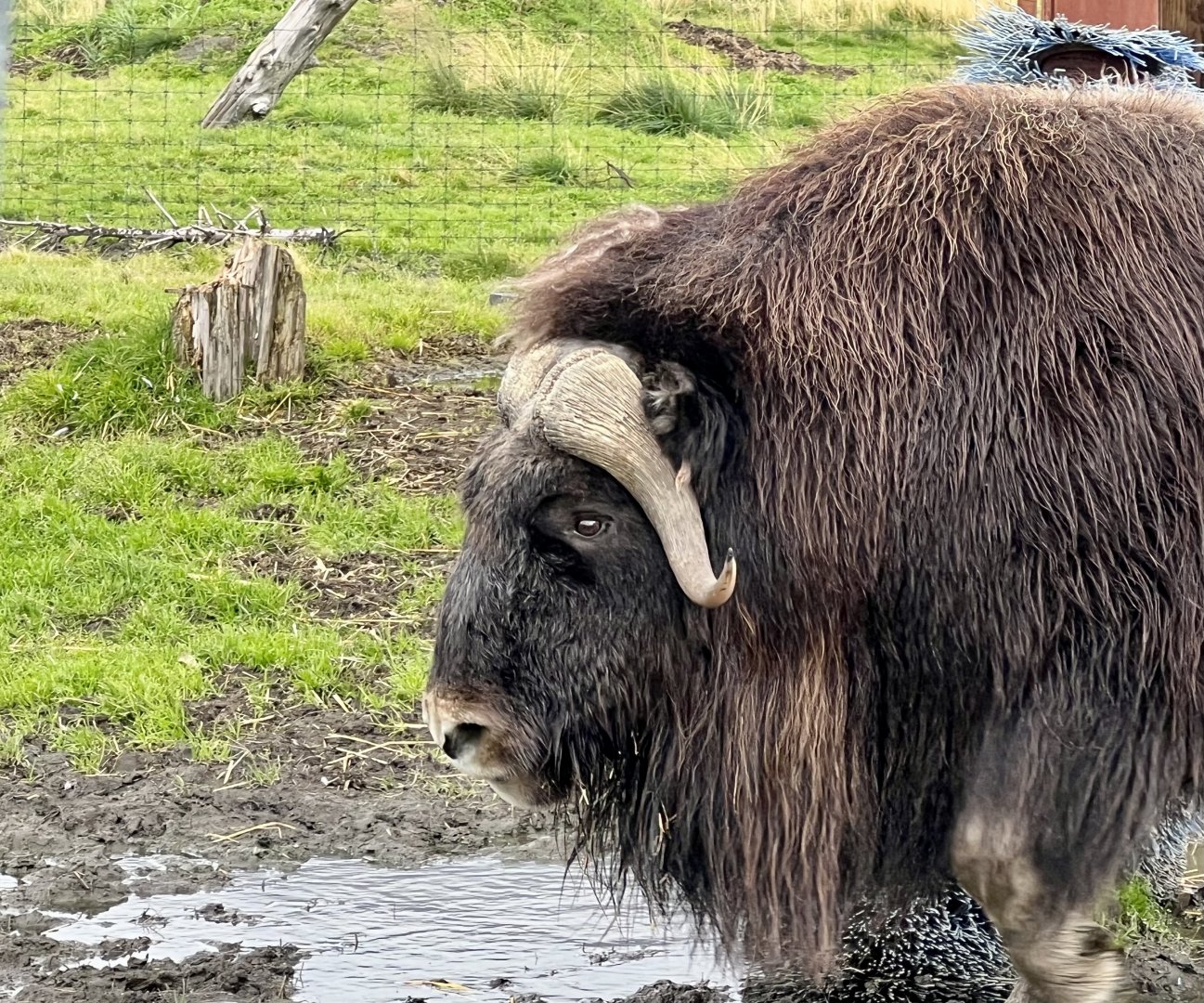 Muskox