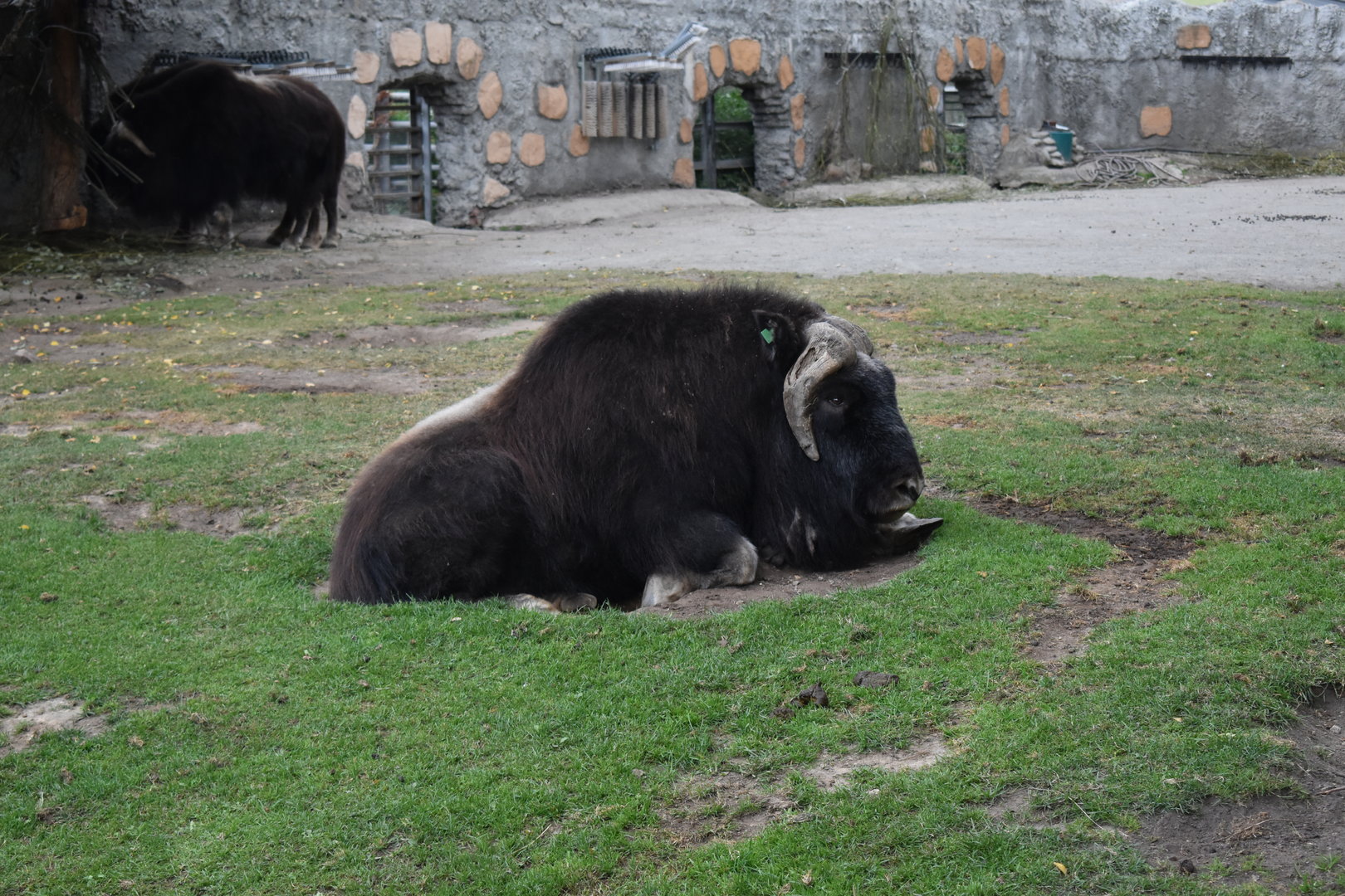Muskox