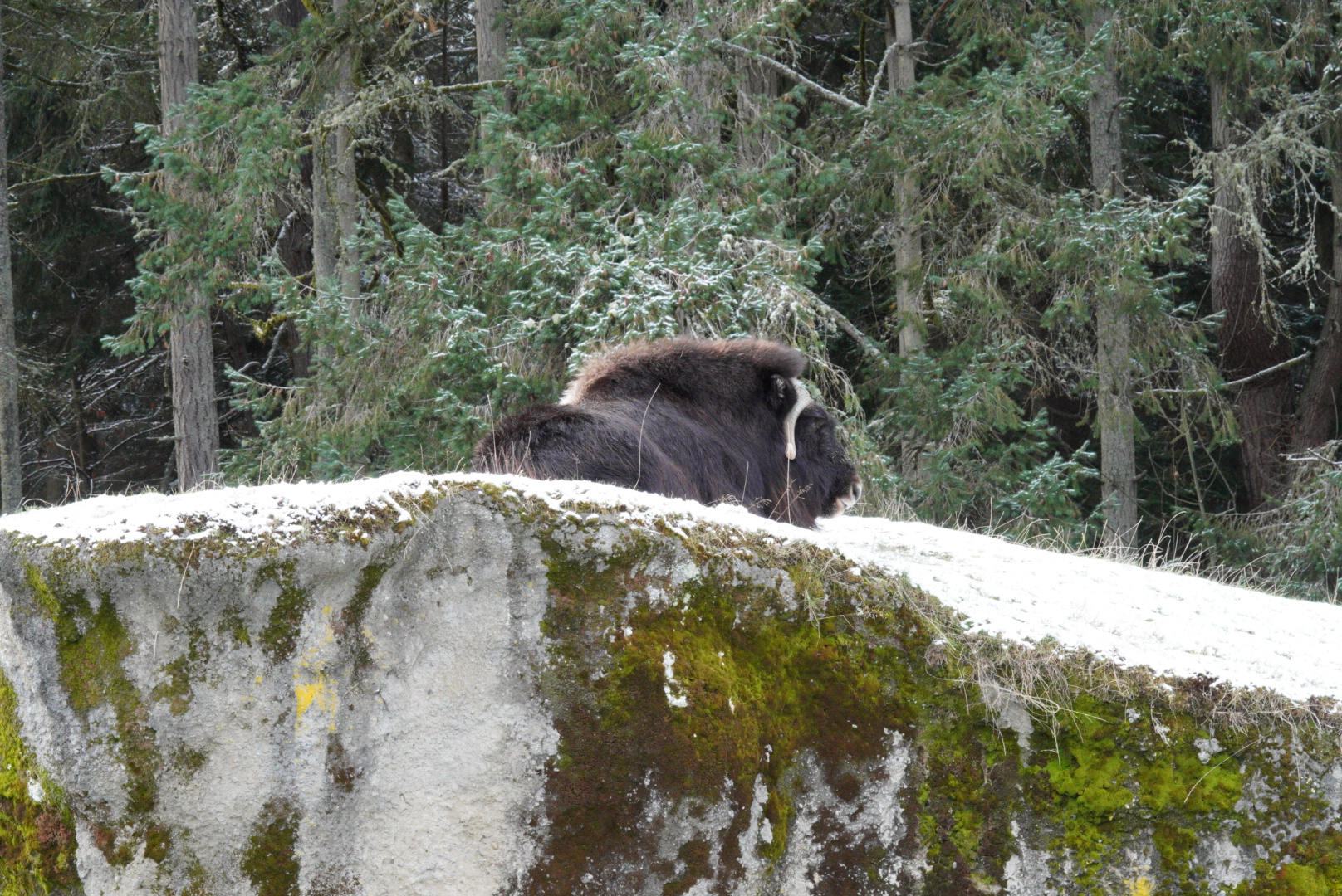Muskox