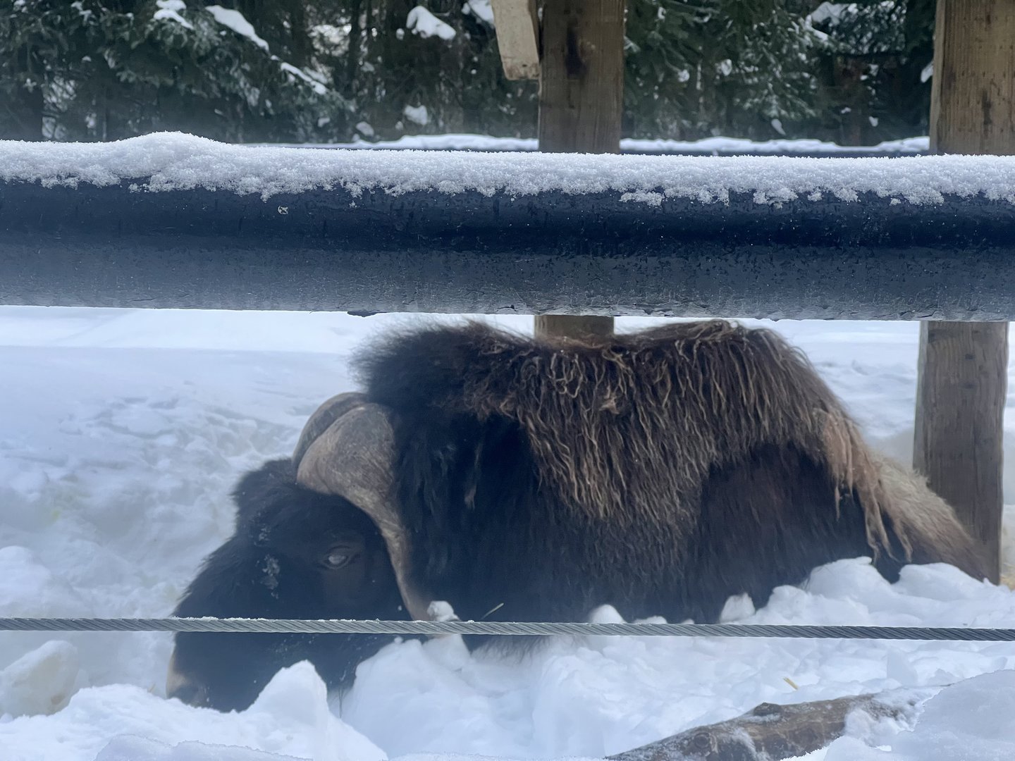 Muskox