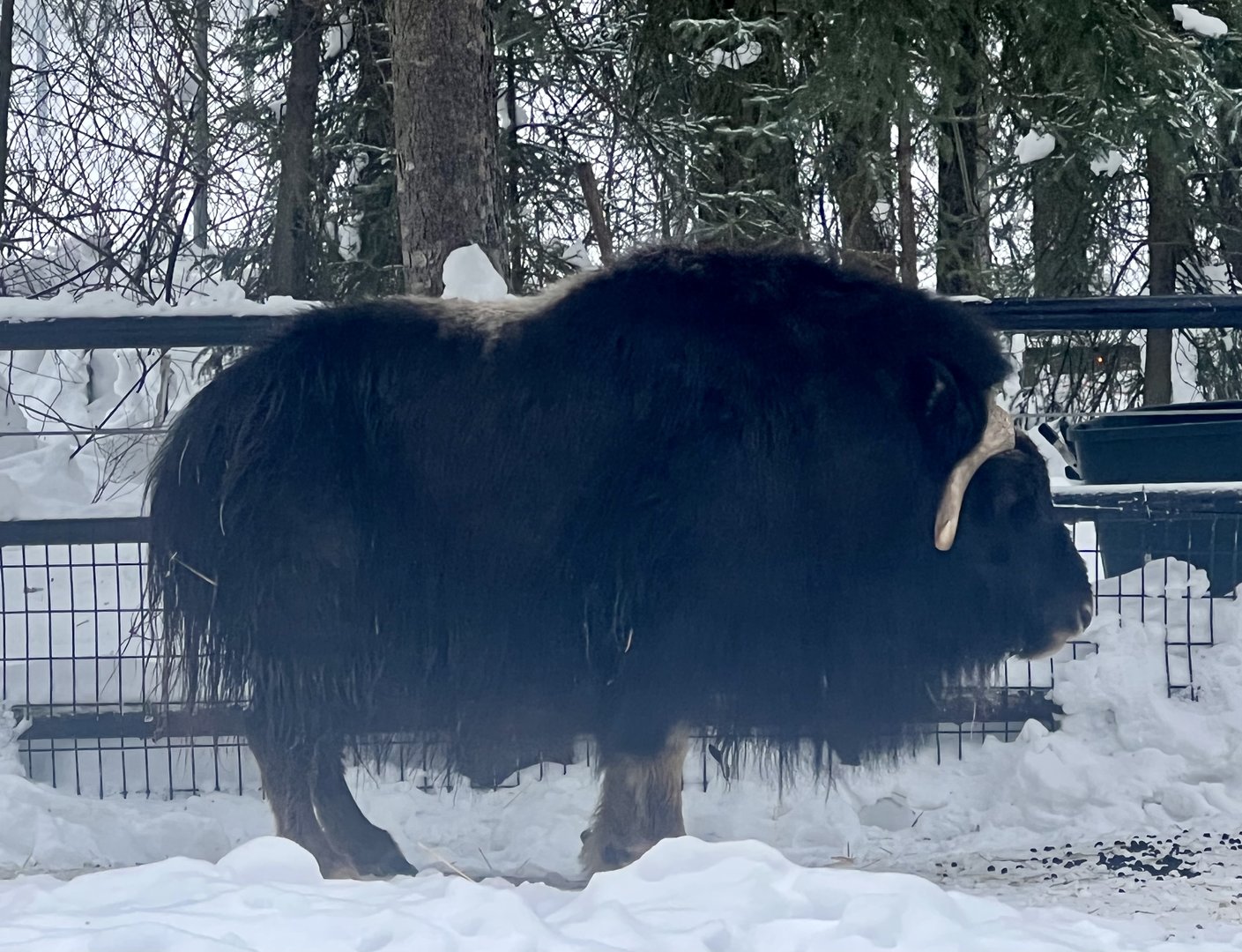 Muskox