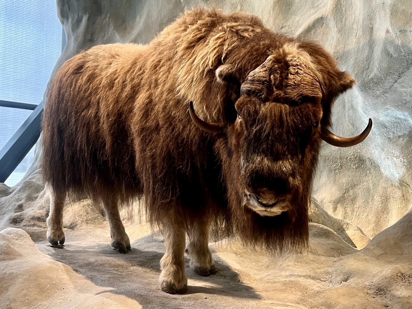 Muskox