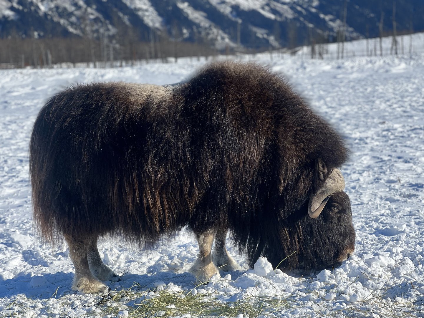 Muskox