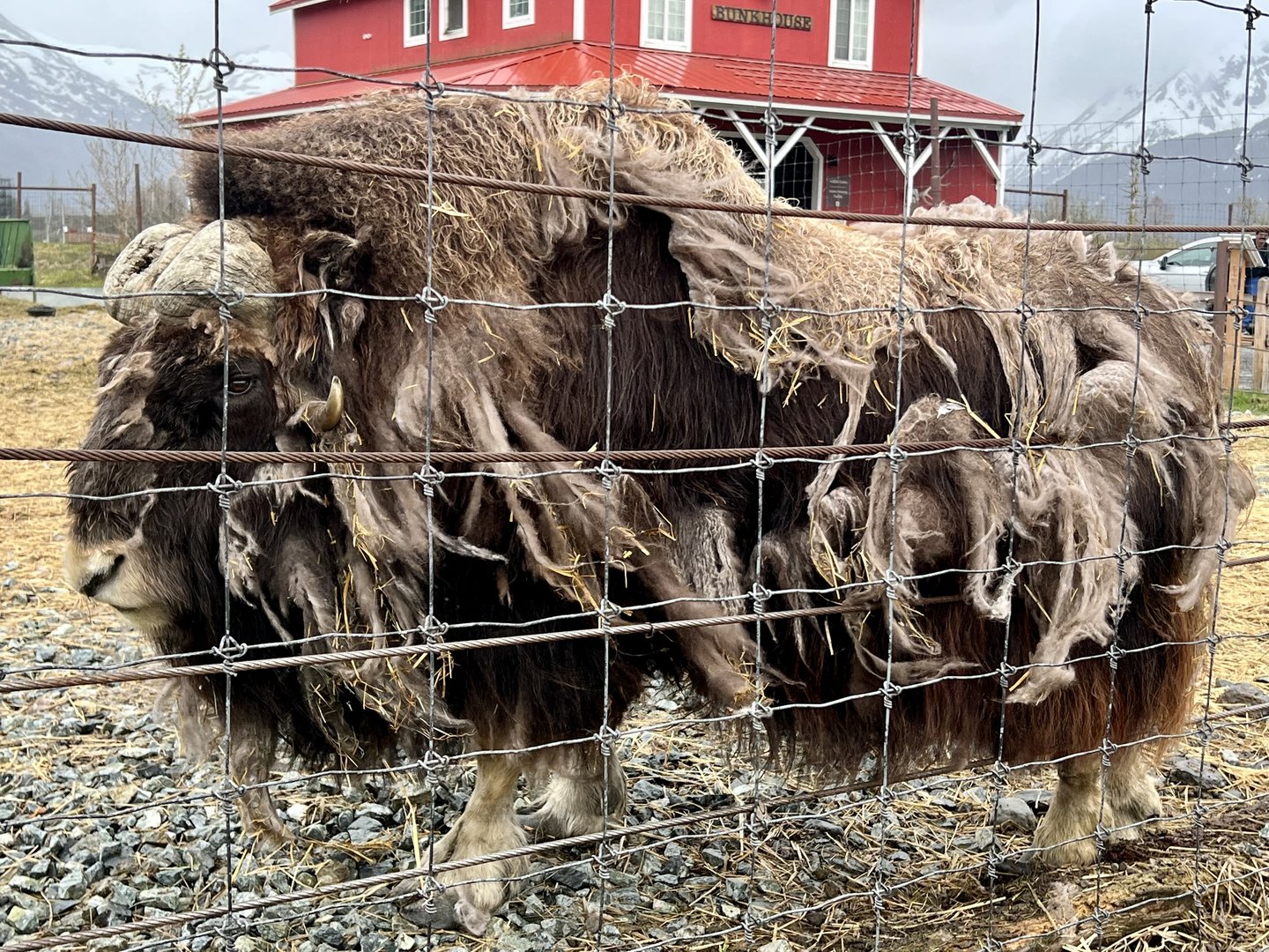 Muskox