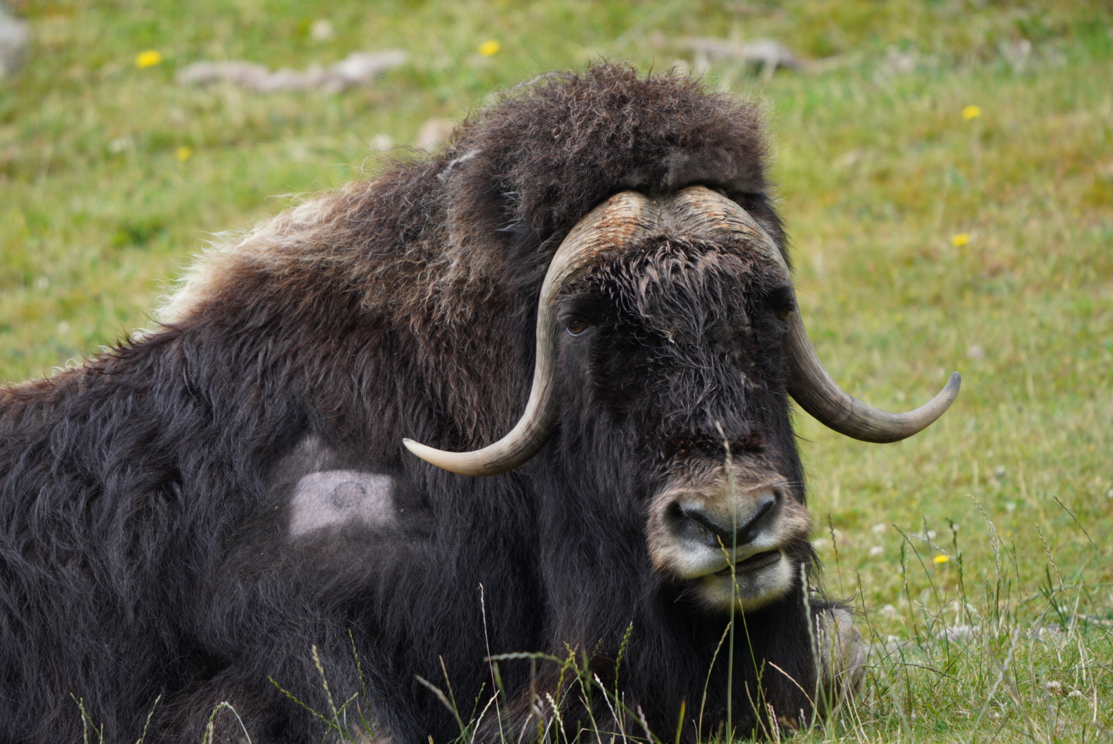 Muskox