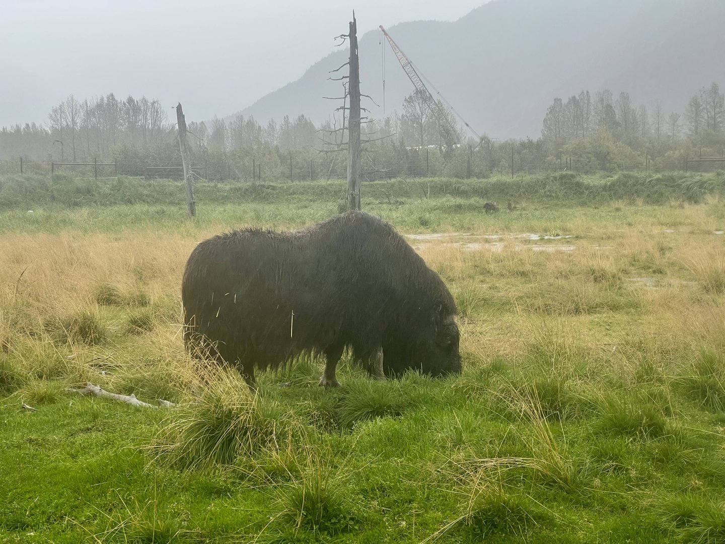 Muskox