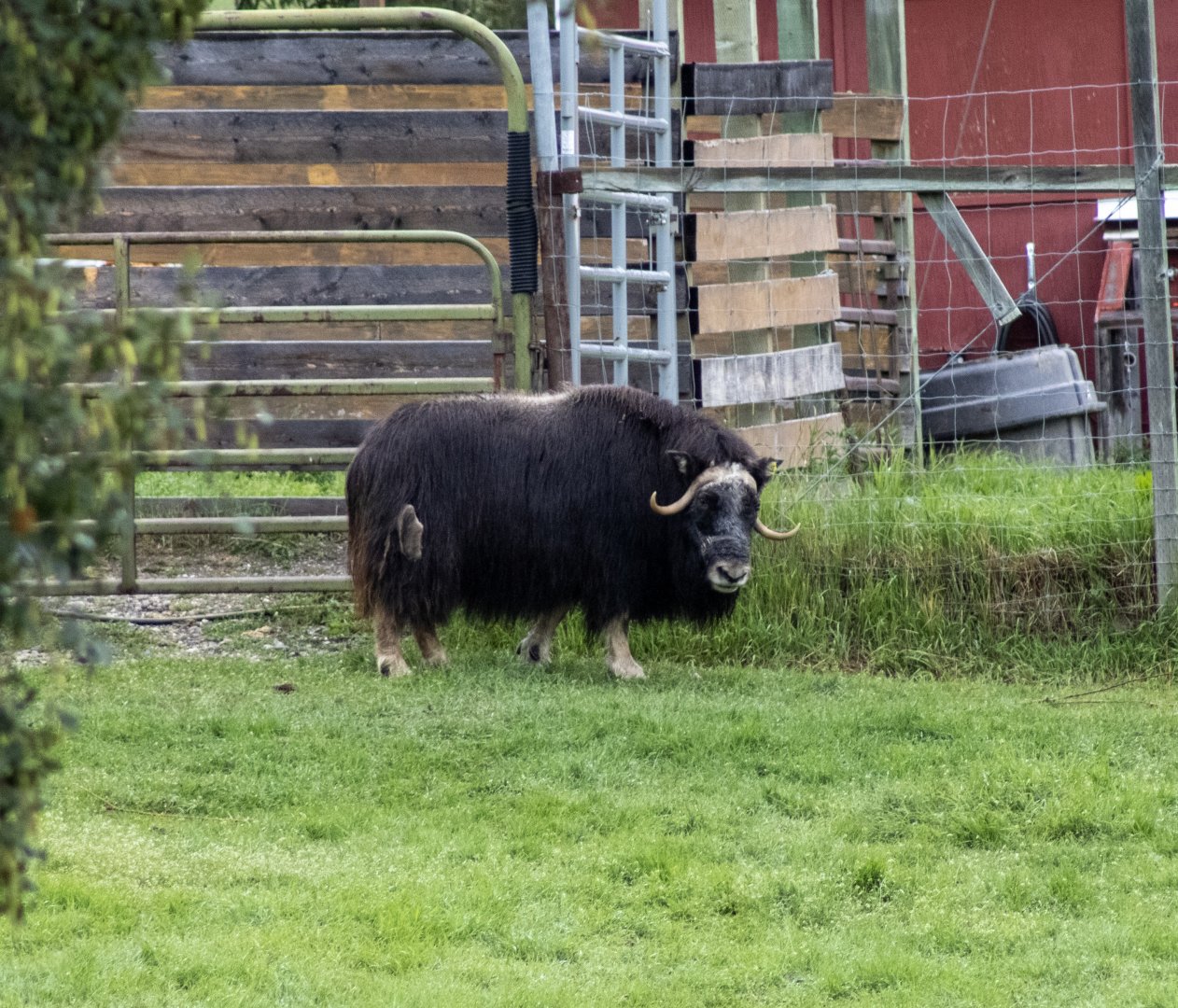 Muskox