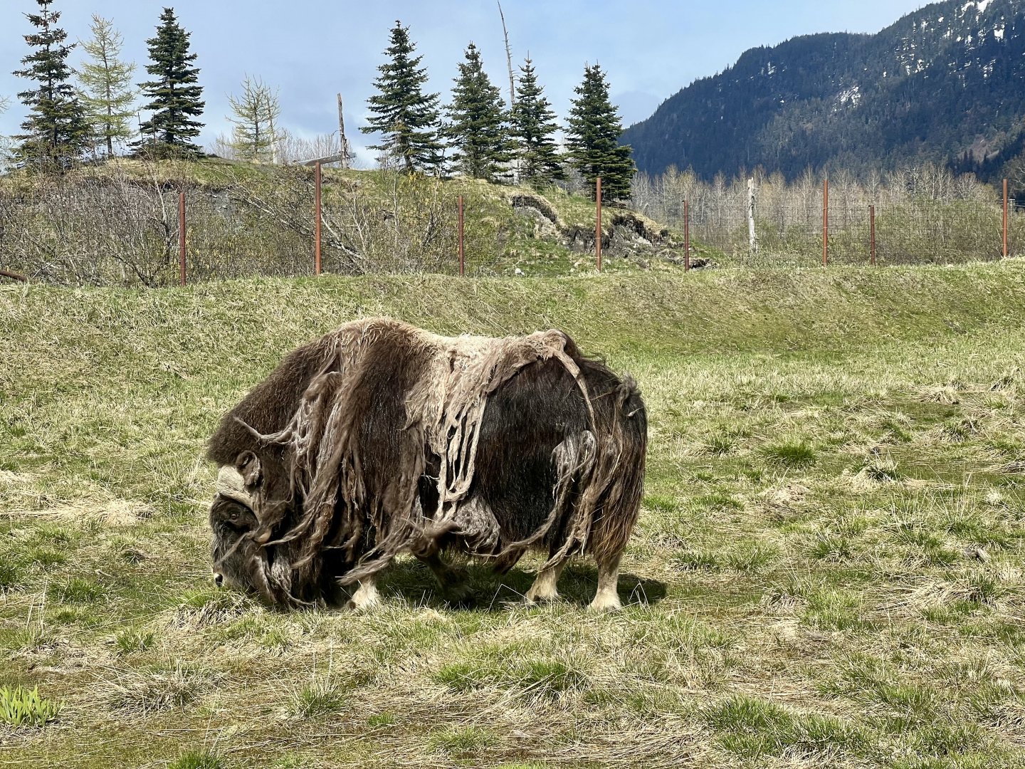 Muskox