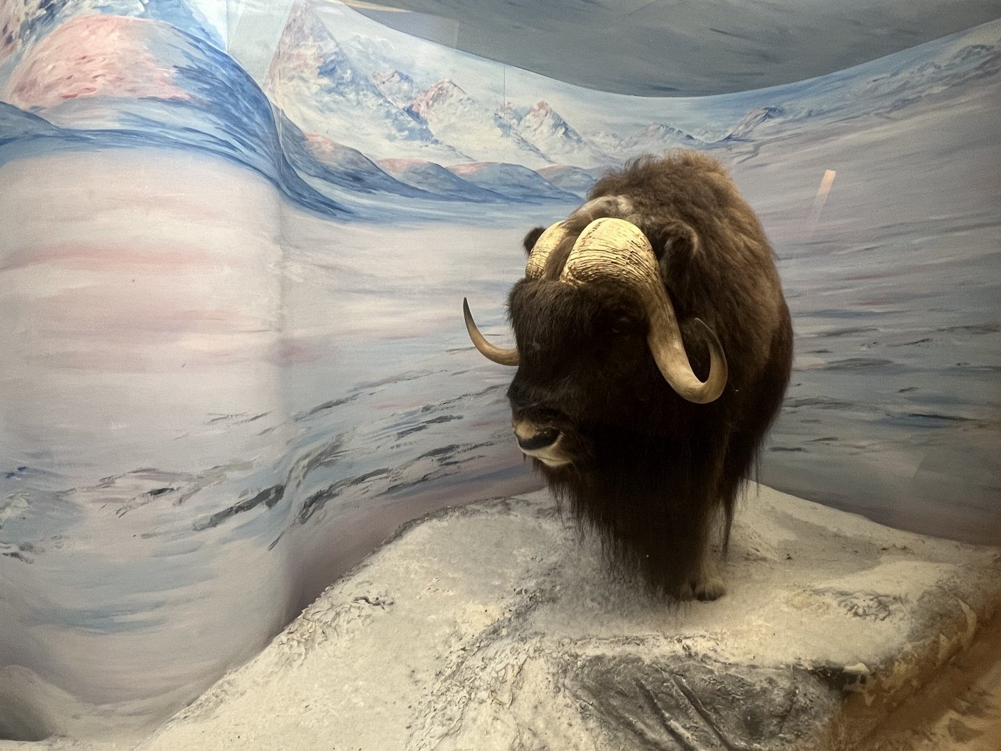 Muskox