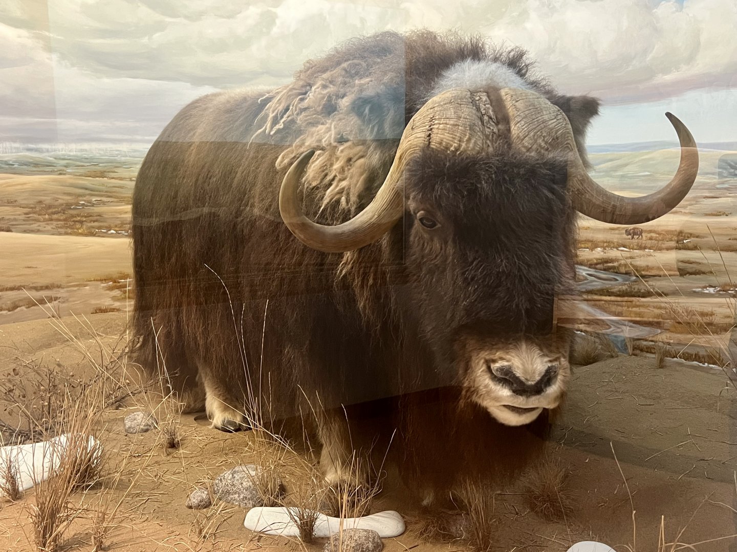 Muskox