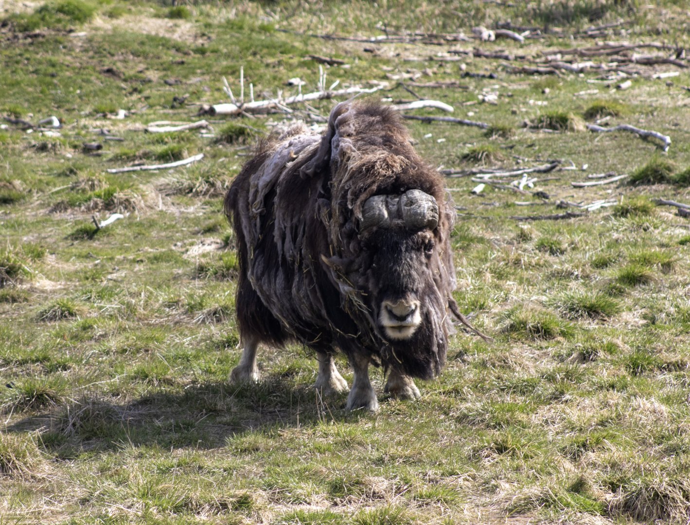 Muskox