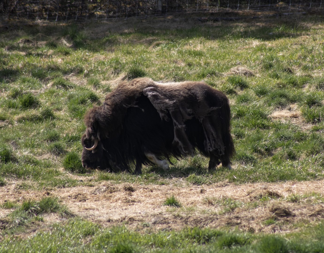 Muskox