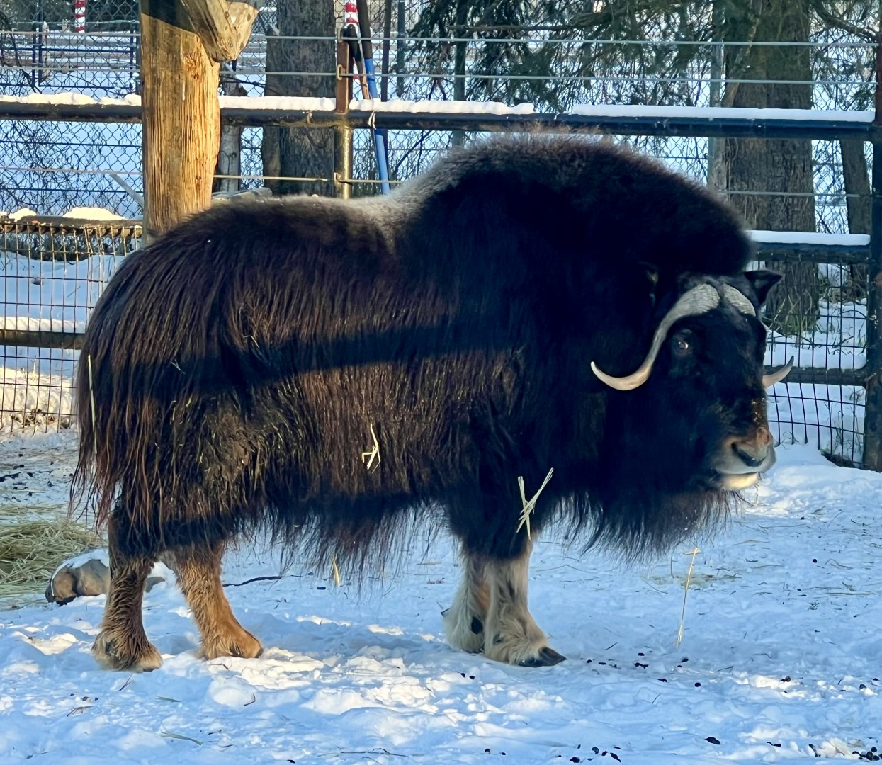 Muskox