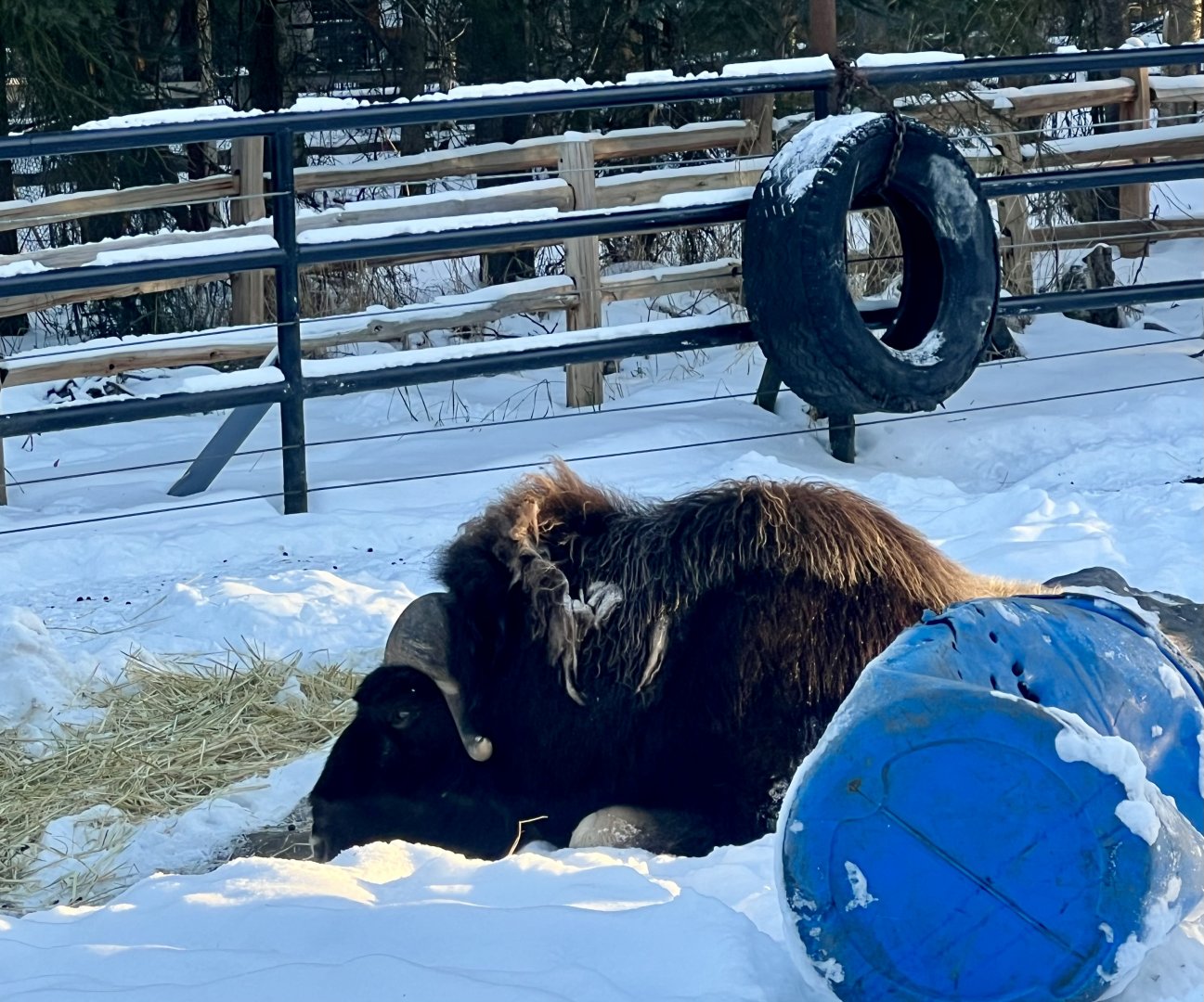 Muskox