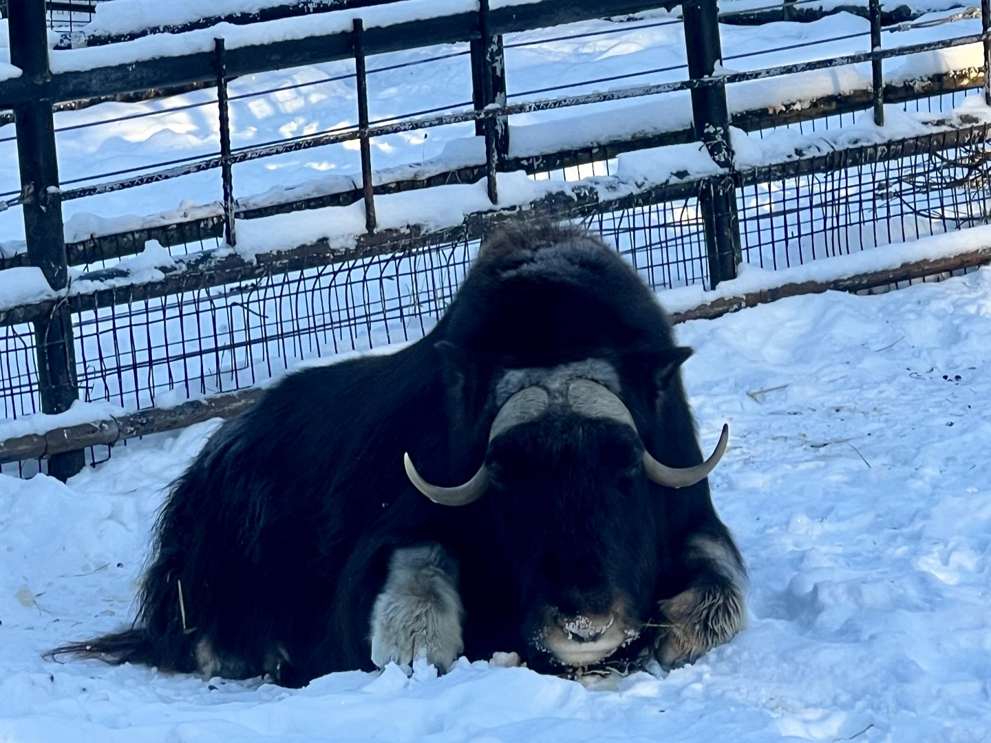 Muskox